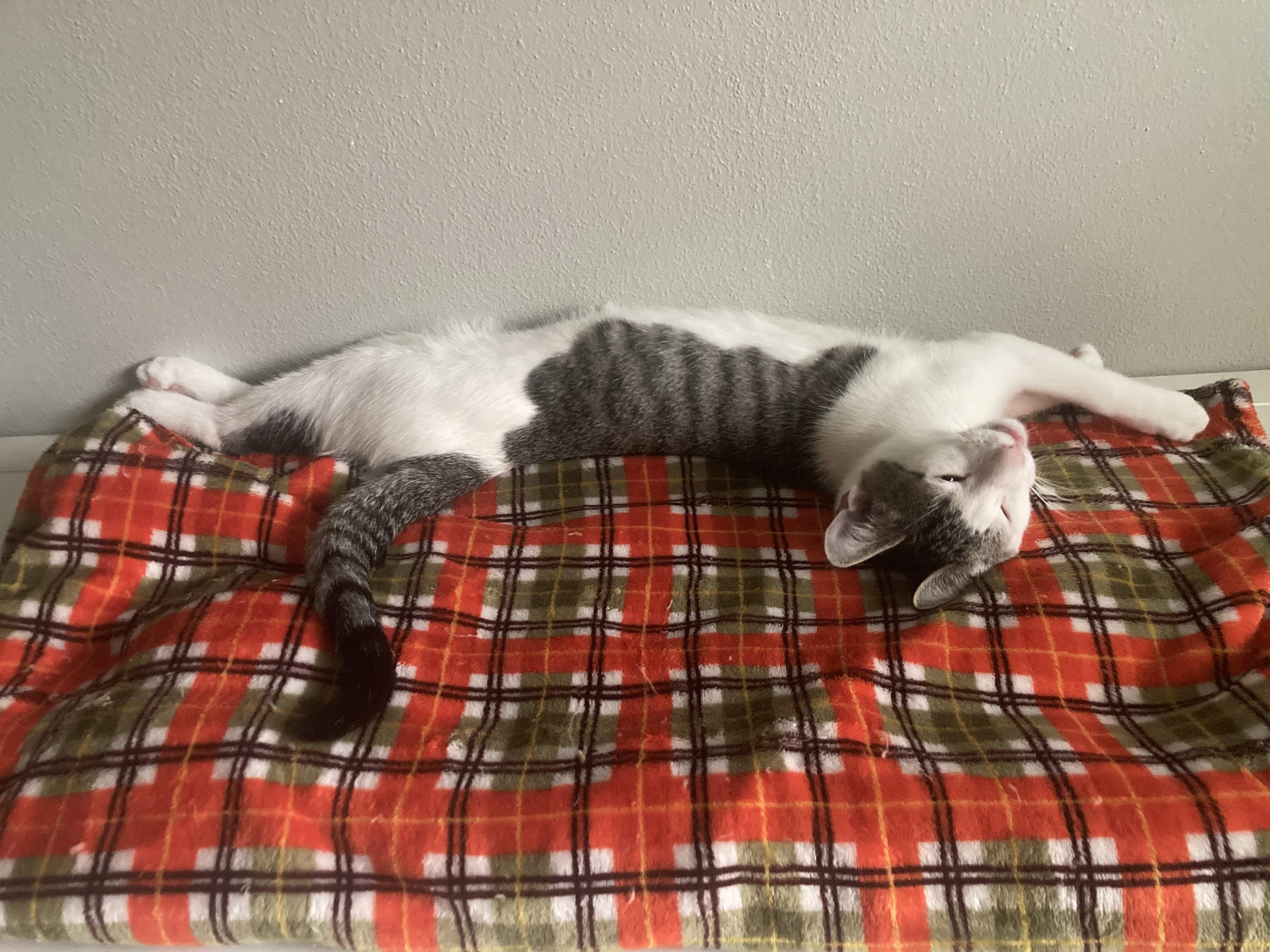 Enlarge Douglas Aster, a Adoptable mixed breed in Springfield, OR image 5/6