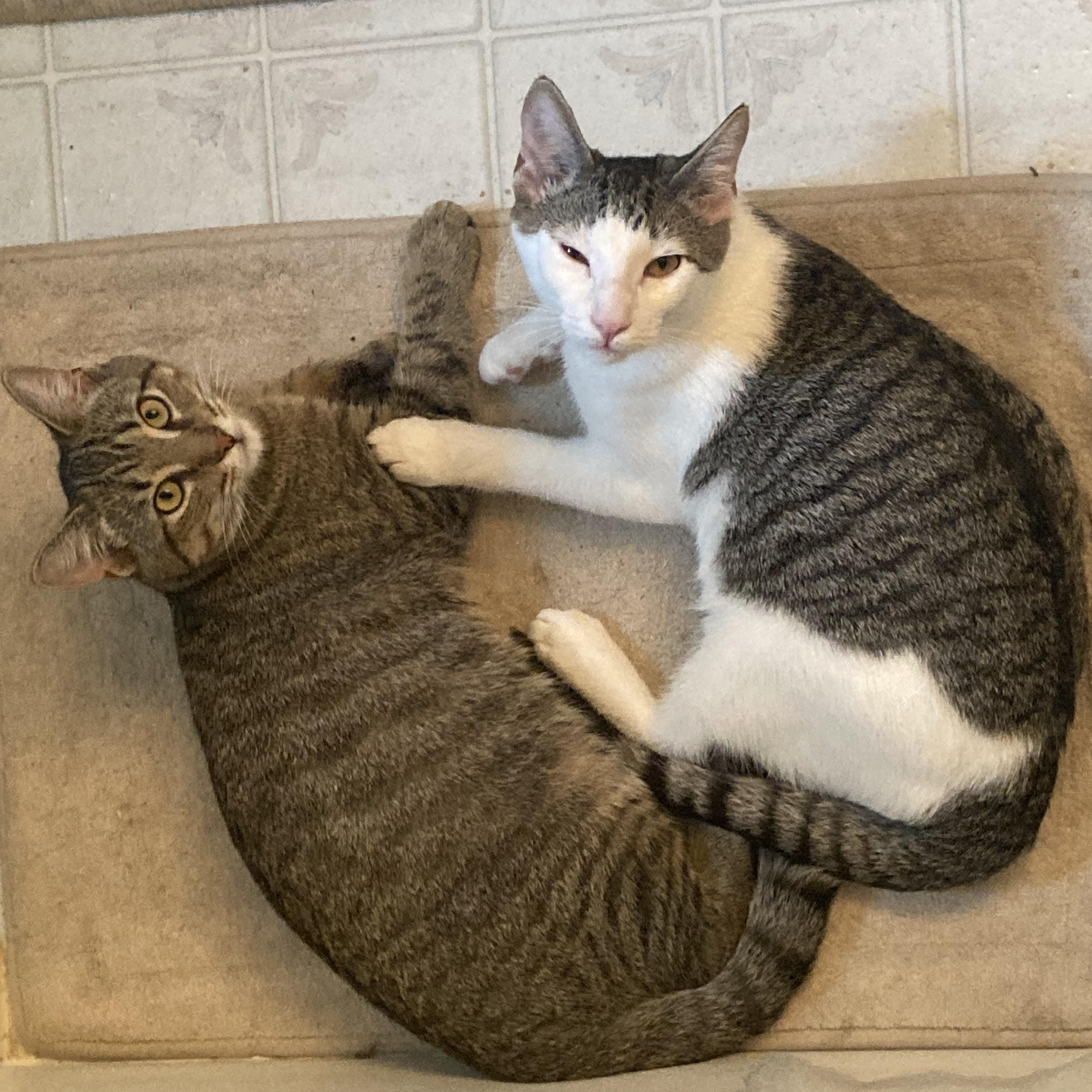 Enlarge Douglas Aster, a Adoptable mixed breed in Springfield, OR image 3/6