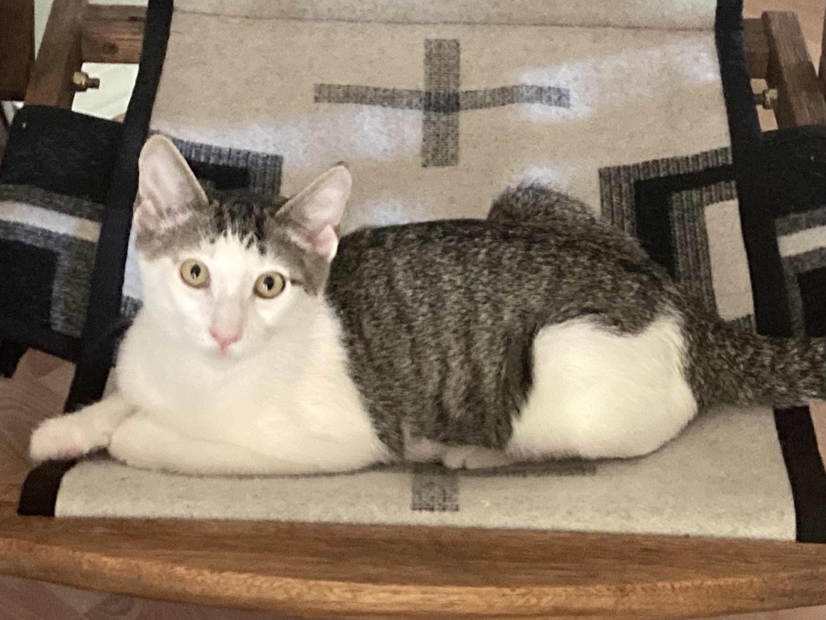 Enlarge Douglas Aster, a Adoptable mixed breed in Springfield, OR image 6/6