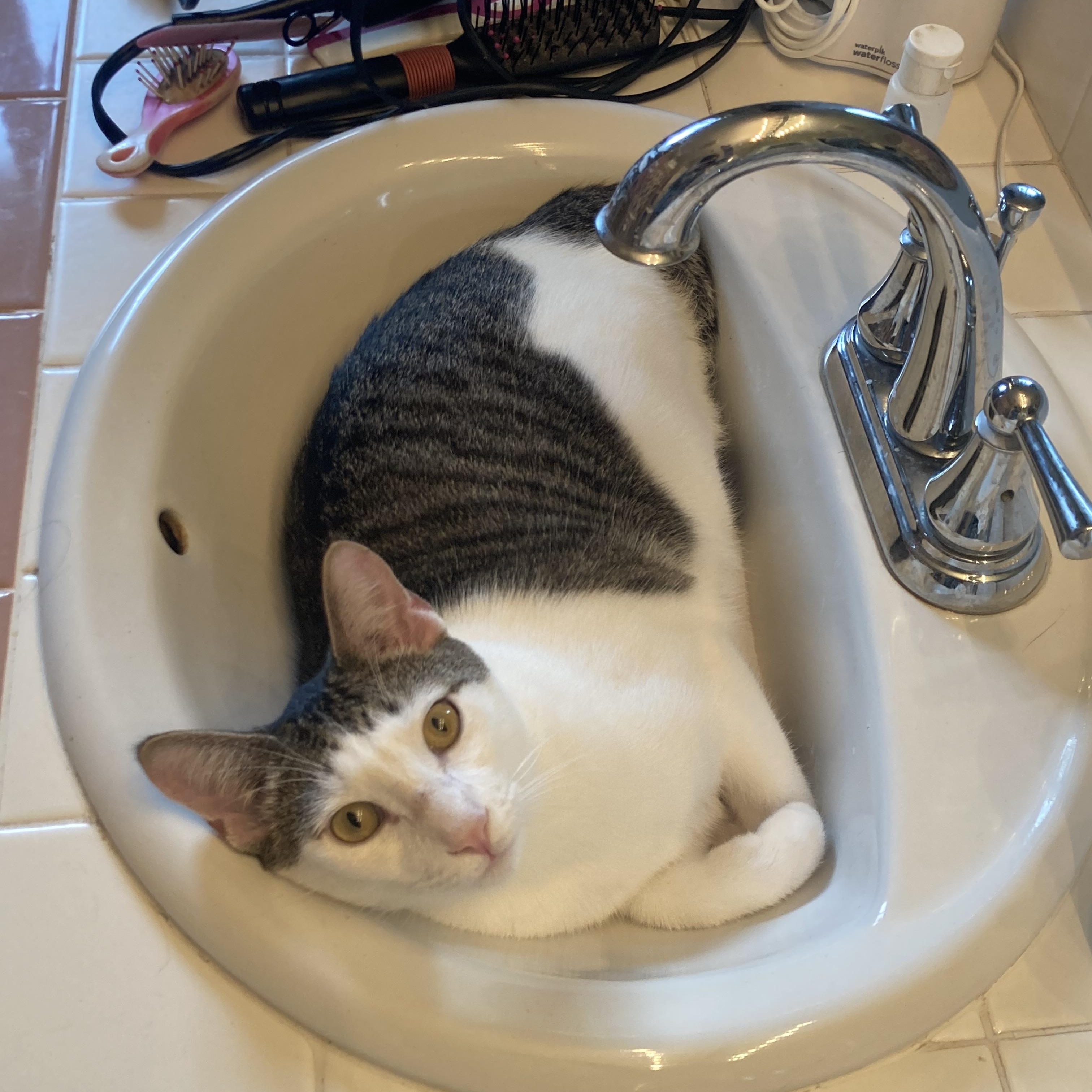 Enlarge Douglas Aster, a Adoptable mixed breed in Springfield, OR image 1/6