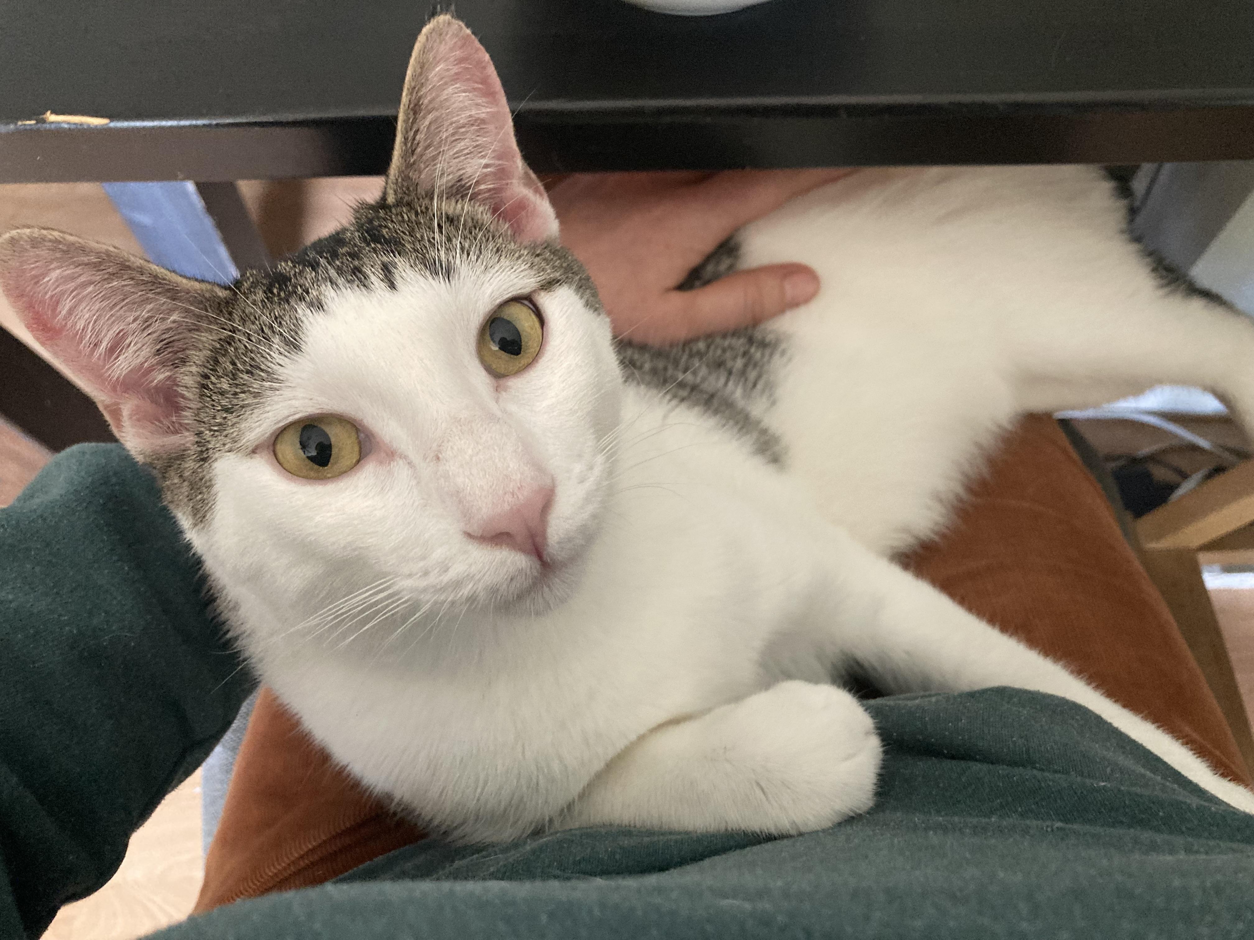 Enlarge Douglas Aster, a Adoptable mixed breed in Springfield, OR image 2/6