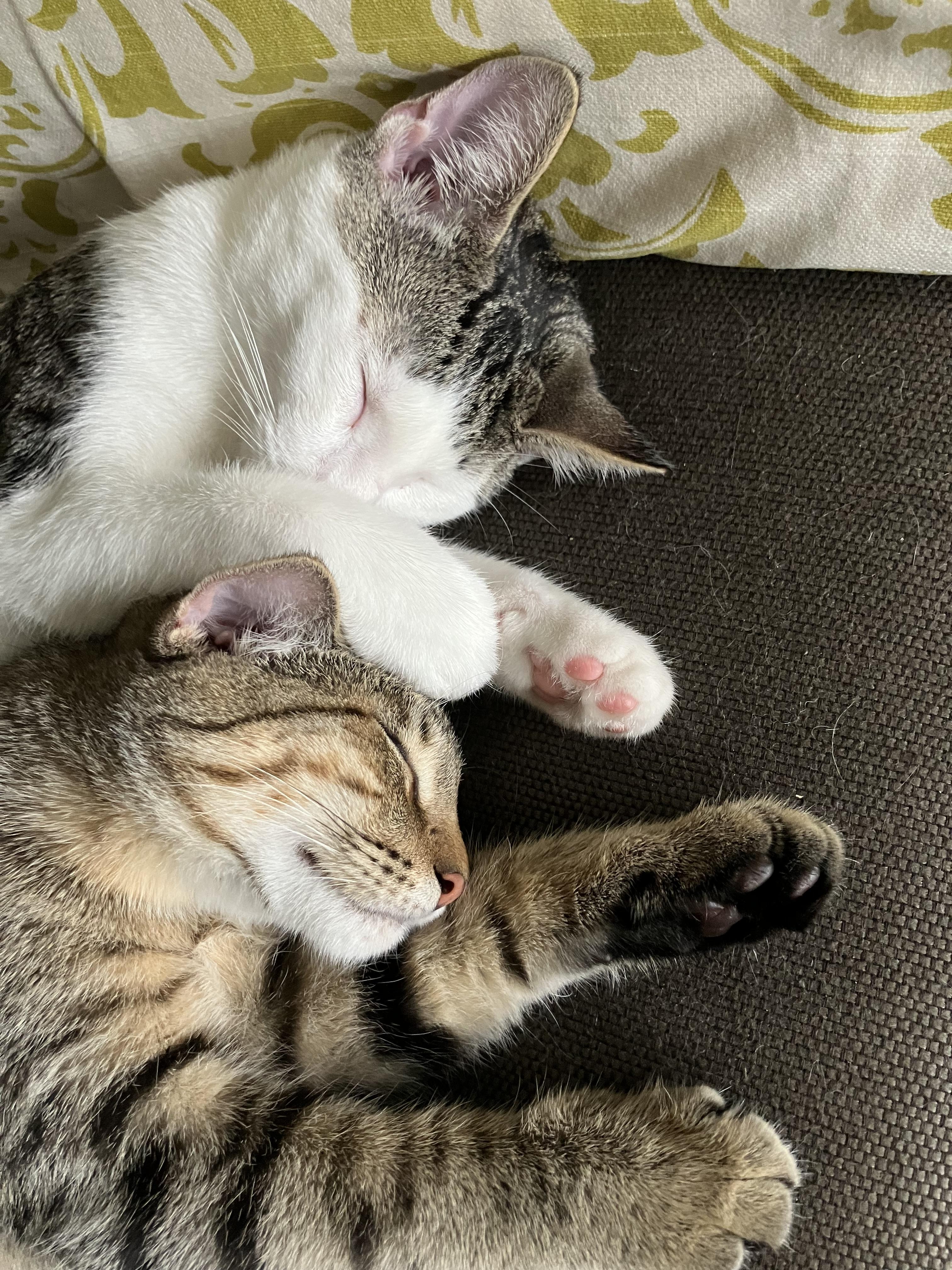 Enlarge Douglas Aster, a Adoptable mixed breed in Springfield, OR image 2/6