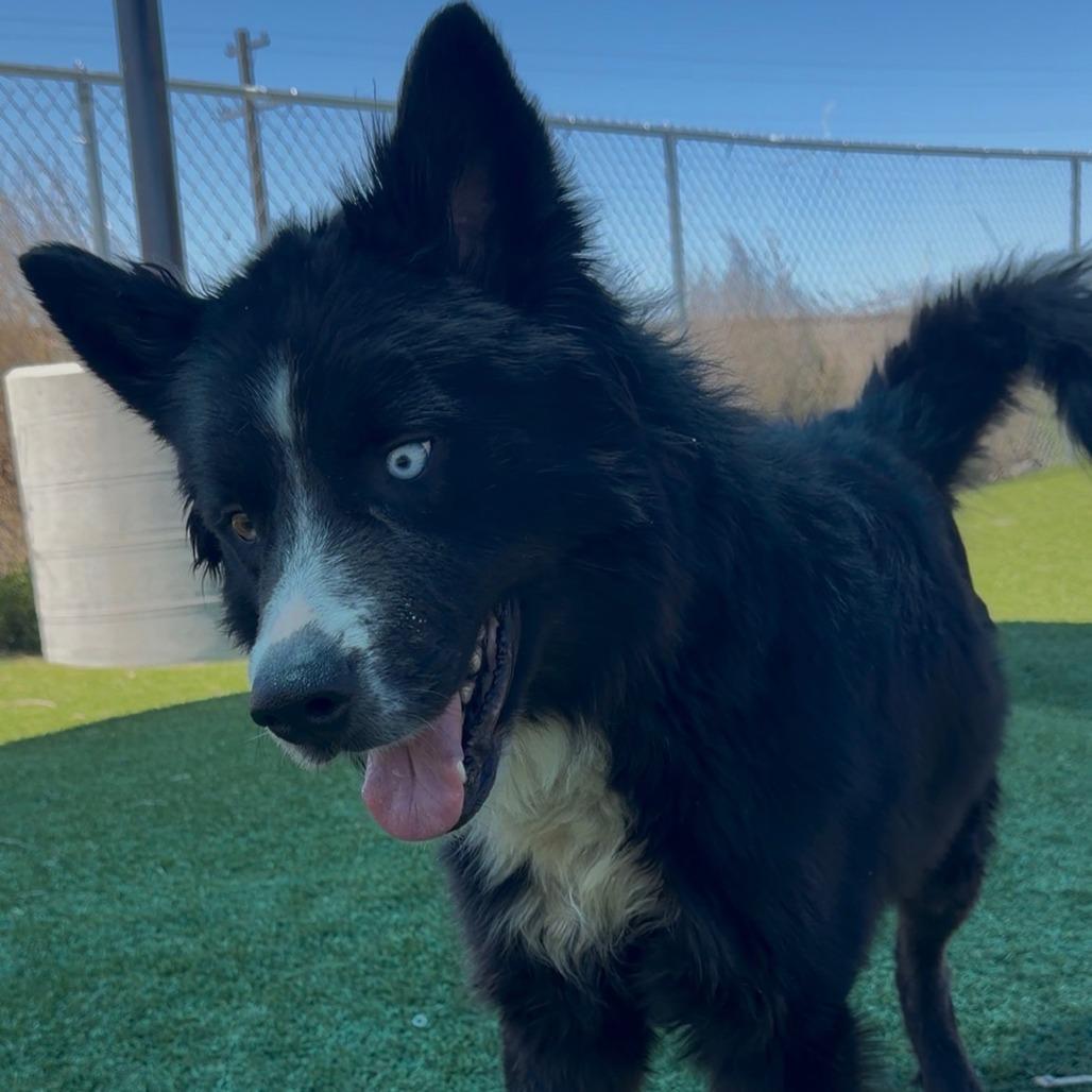 Enlarge Clyde, a Adoptable mixed breed in Idaho Falls, ID image 1/6