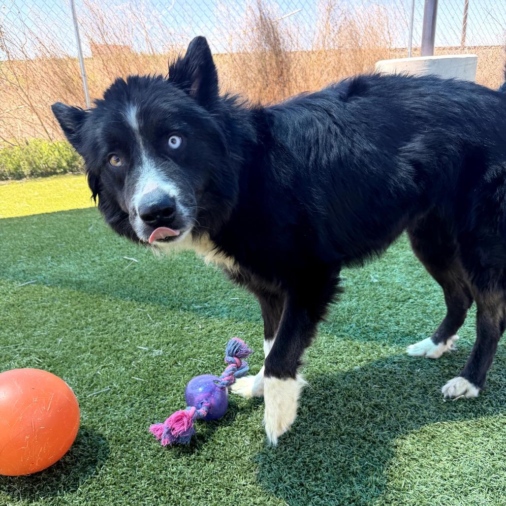 Enlarge Clyde, a Adoptable mixed breed in Idaho Falls, ID image 2/6