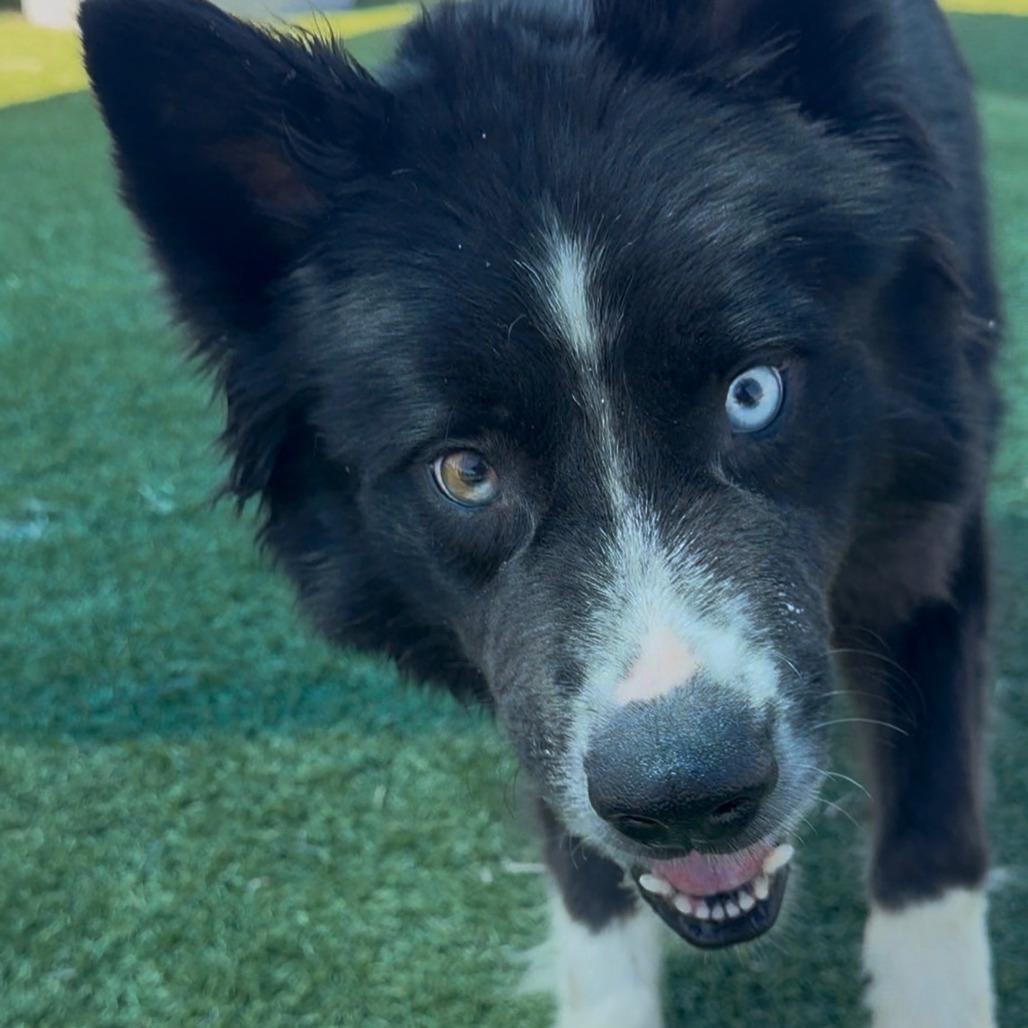 Enlarge Clyde, a Adoptable mixed breed in Idaho Falls, ID image 3/6