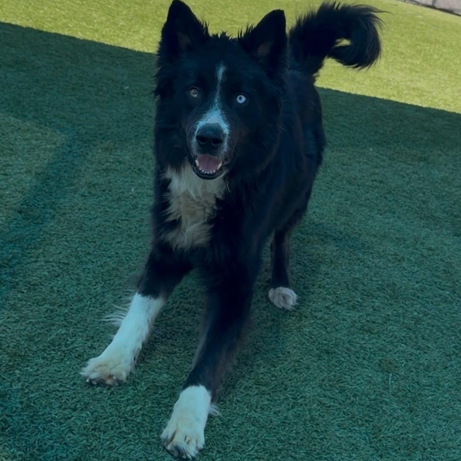 Enlarge Clyde, a Adoptable mixed breed in Idaho Falls, ID image 4/6