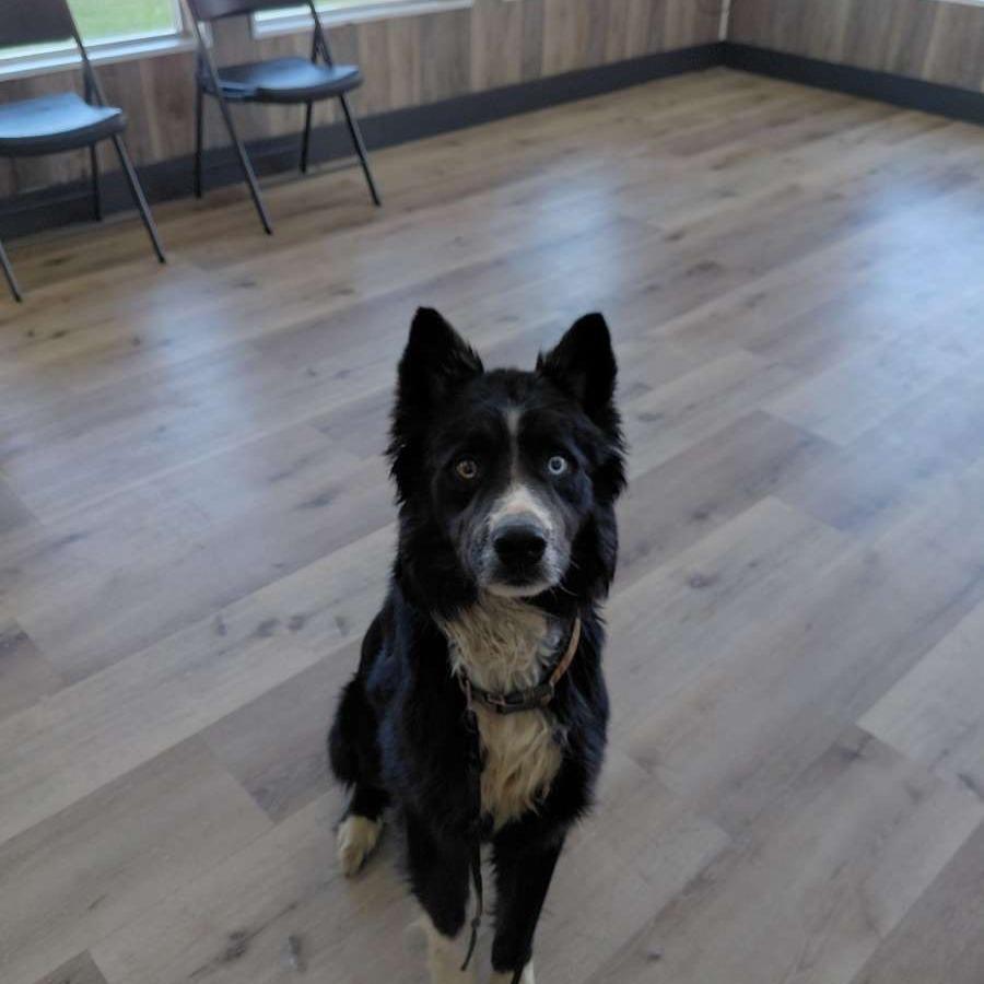 Enlarge Clyde, a Adoptable mixed breed in Idaho Falls, ID image 5/6
