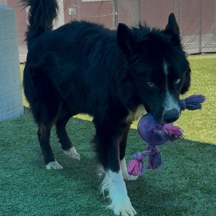 Enlarge Clyde, a Adoptable mixed breed in Idaho Falls, ID image 6/6