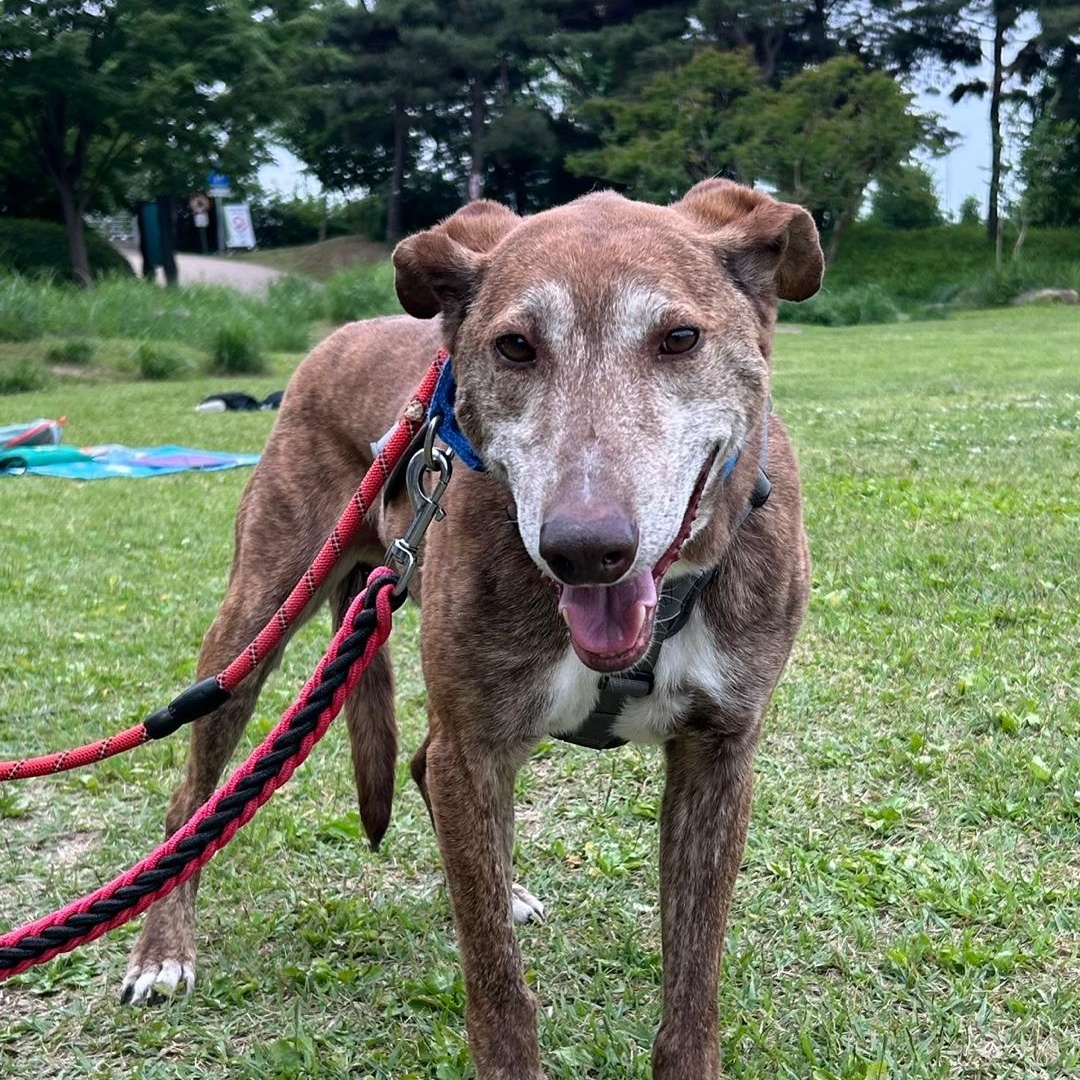 Amber, a ADOPTABLE mixed breed in Philadelphia , PA image 3/5