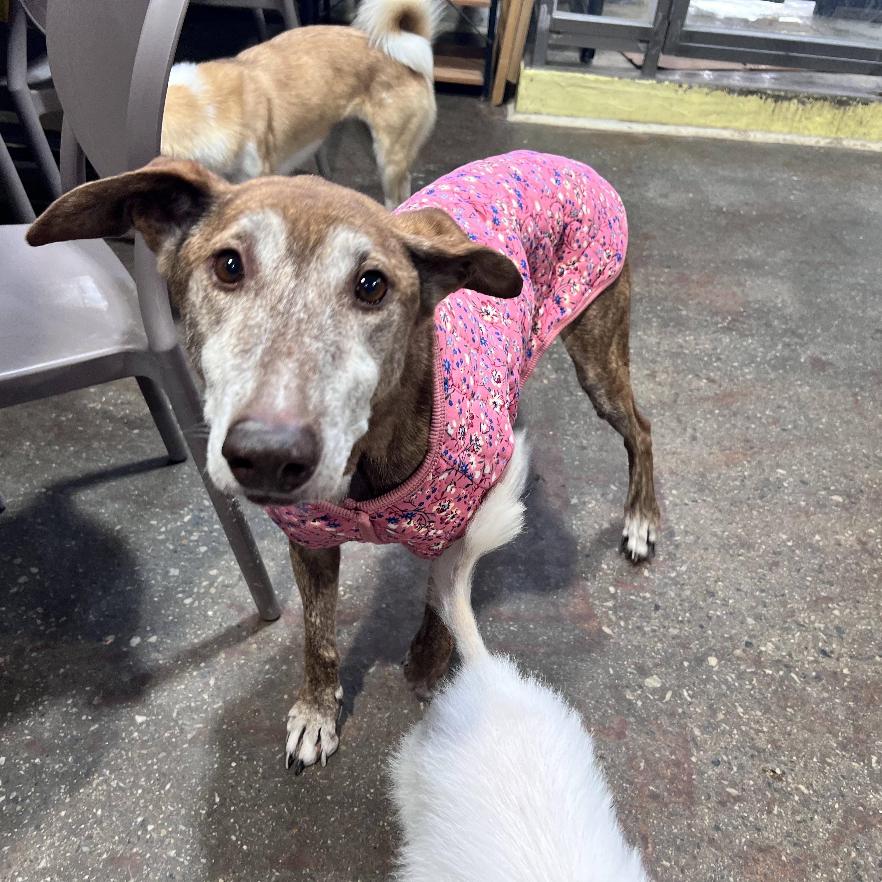 Amber, a ADOPTABLE mixed breed in Philadelphia , PA image 5/5