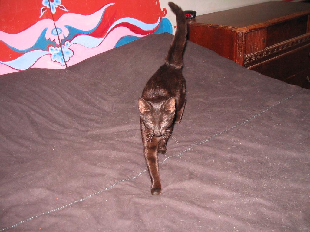 Turkey, ADOPTABLE, Young Female Domestic Short Hair.