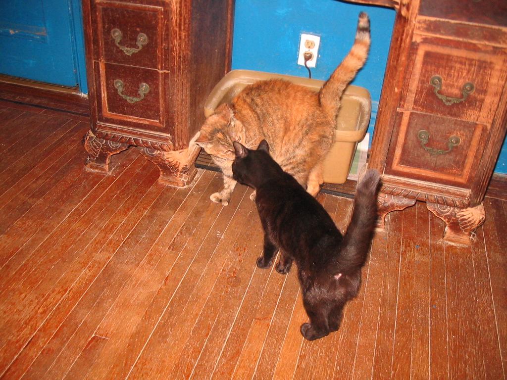 Enlarge Turkey, a ADOPTABLE Domestic Short Hair in Brooklyn, NY image 3/3