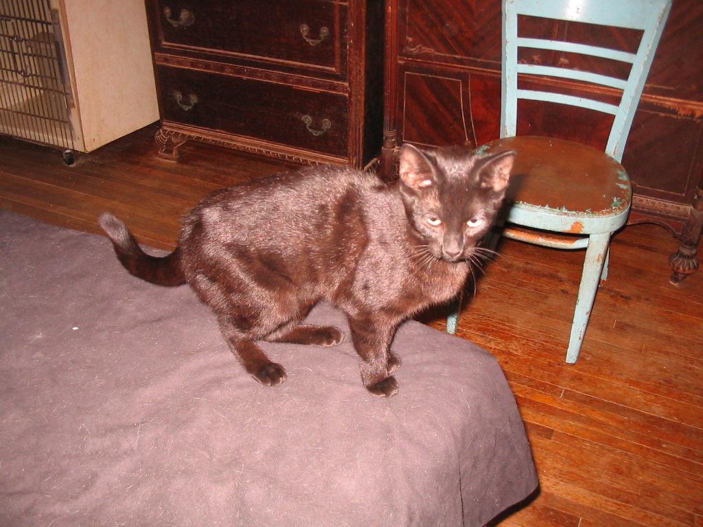 Enlarge Turkey, a ADOPTABLE Domestic Short Hair in Brooklyn, NY image 2/3