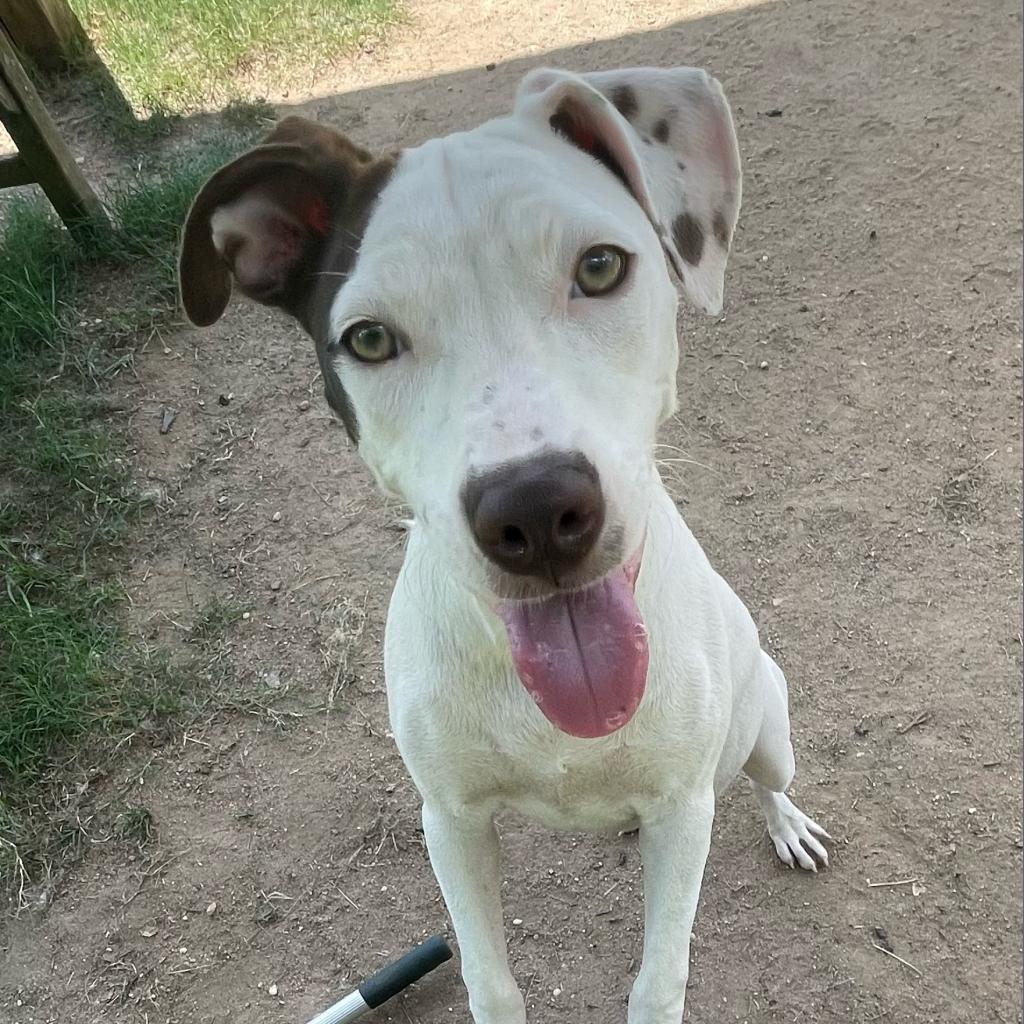 Dolly, Adoptable, Adult Female Retriever.