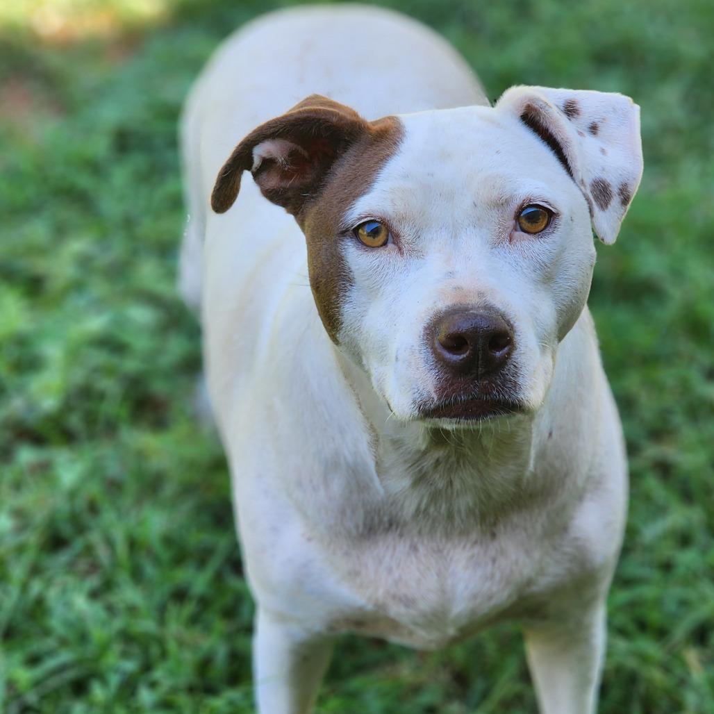Enlarge Dolly, a Adoptable Retriever in Montgomery, AL image 2/2