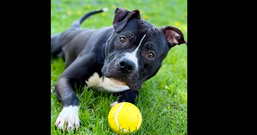 Cheese, Adoptable, Young Male Pit Bull Terrier.