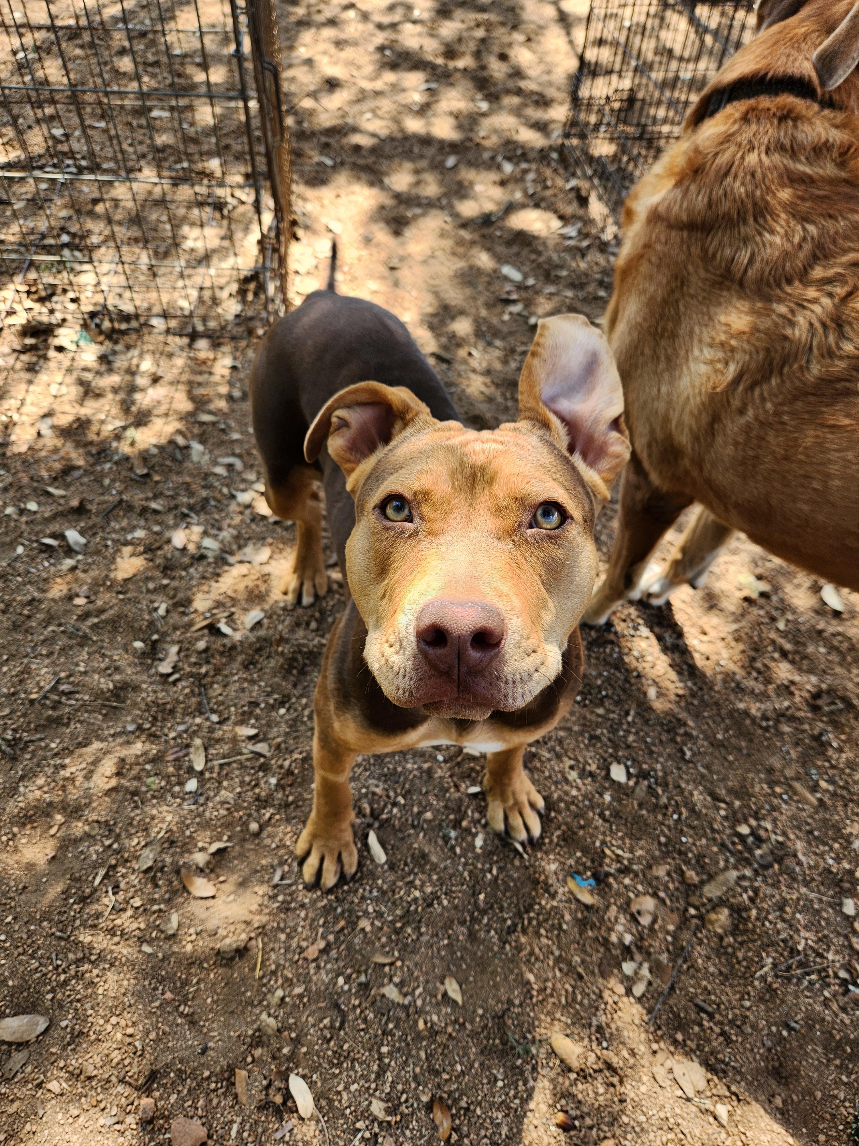 Bugs, a Adoptable American Staffordshire Terrier in Marble Falls, TX image 1/3