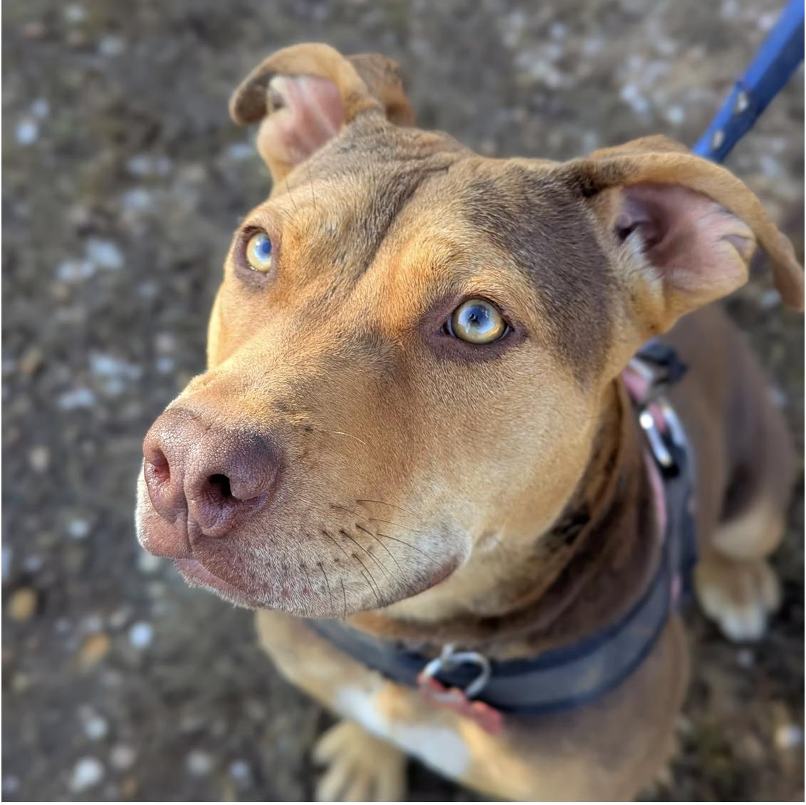 Enlarge Bugs, a Adoptable American Staffordshire Terrier in Marble Falls, TX image 1/2