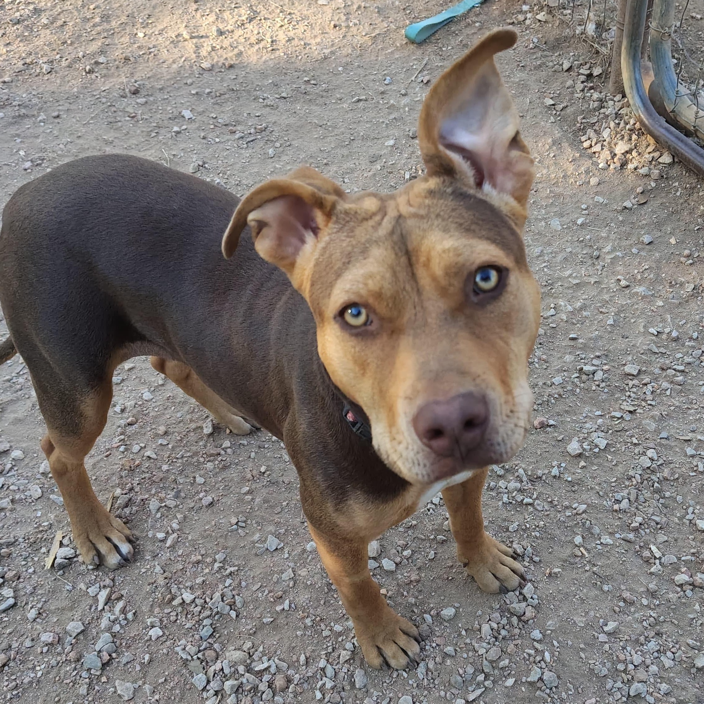 Bugs, Adoptable, Young Female American Staffordshire Terrier.
