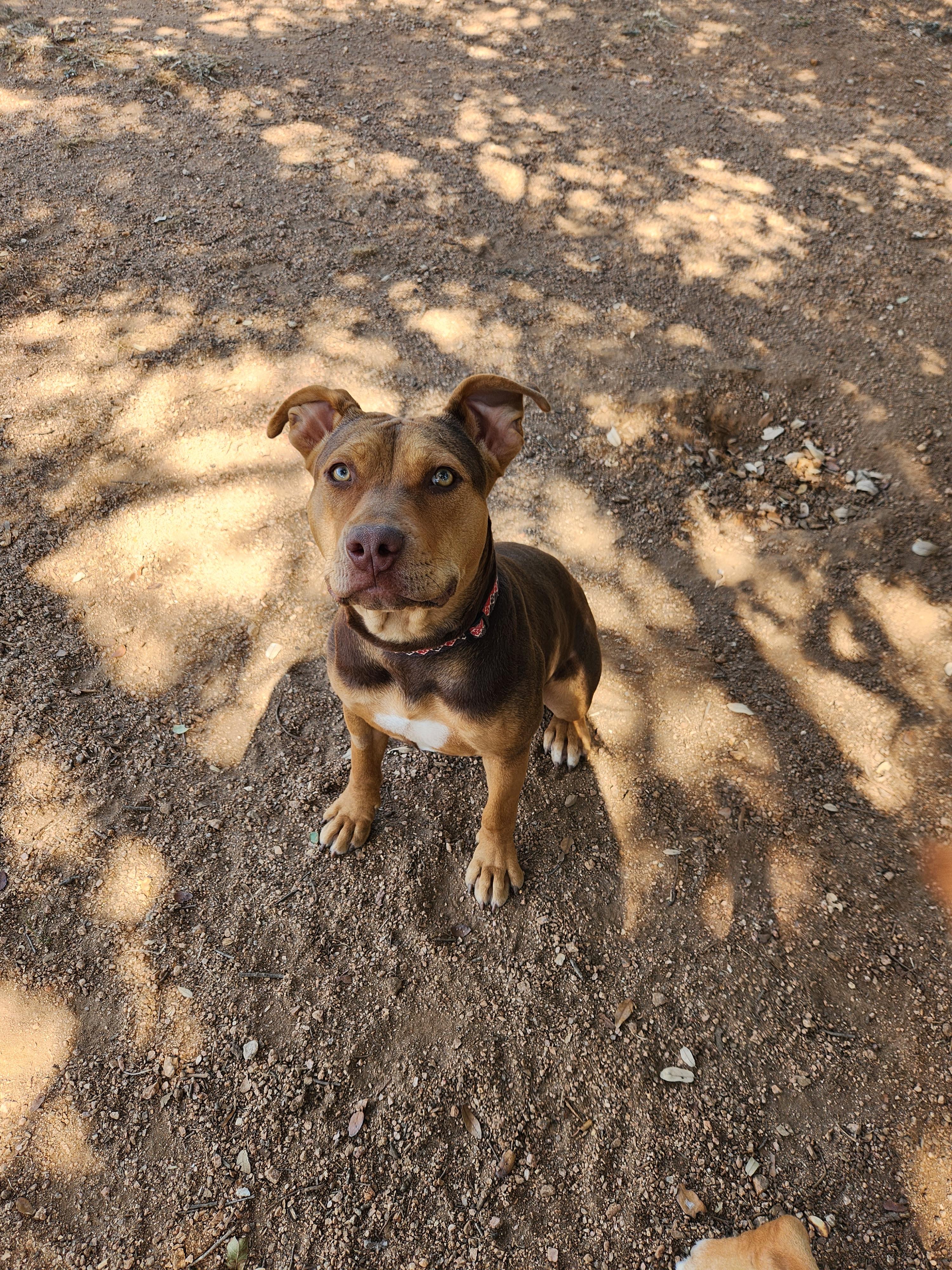 Bugs, a Adoptable American Staffordshire Terrier in Marble Falls, TX image 2/3