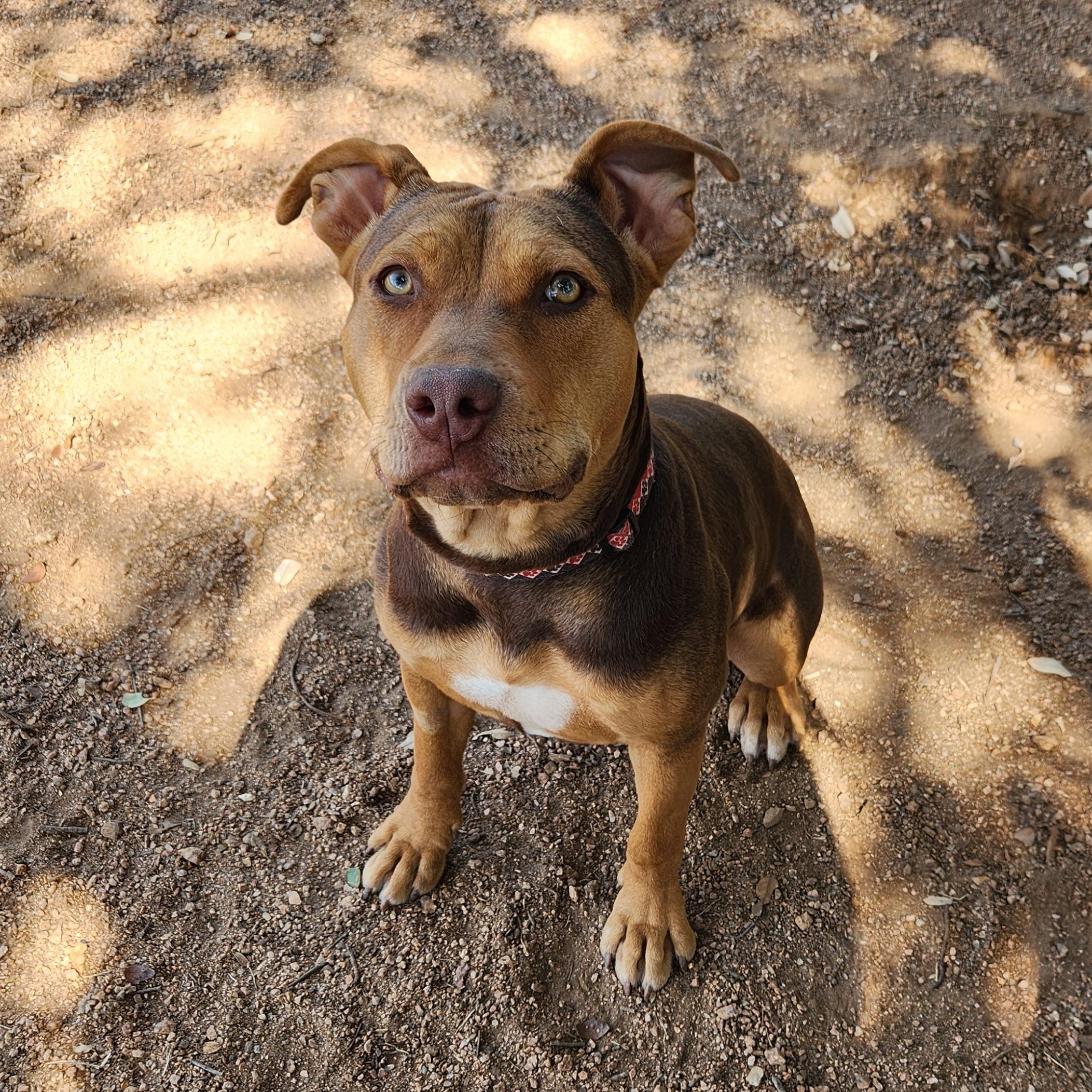 Enlarge Bugs, a Adoptable American Staffordshire Terrier in Marble Falls, TX image 3/3