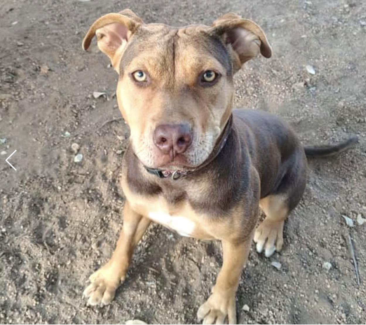 Bugs, a Adoptable American Staffordshire Terrier in Marble Falls, TX image 3/3