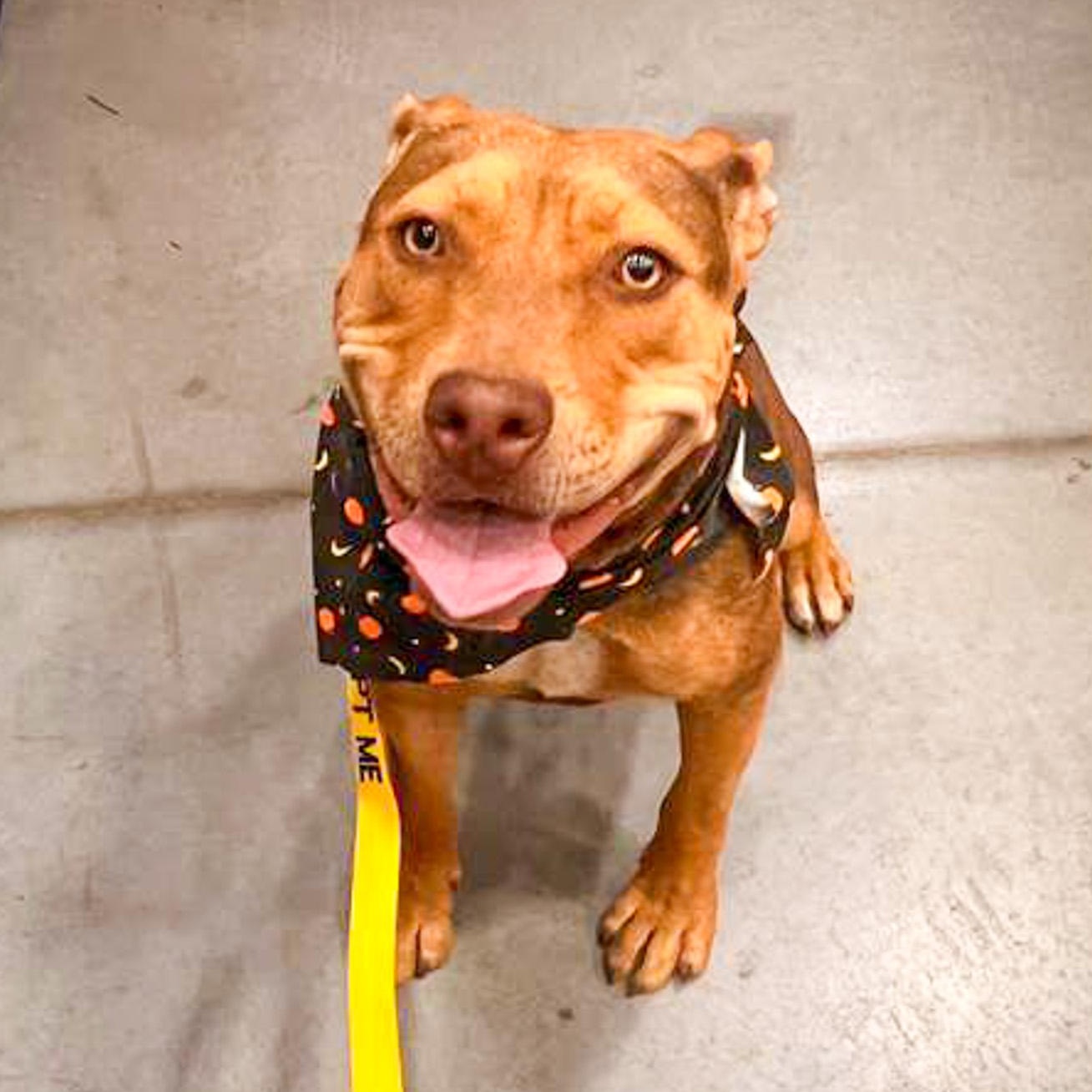 Bugs, Adoptable, Young Female American Staffordshire Terrier.