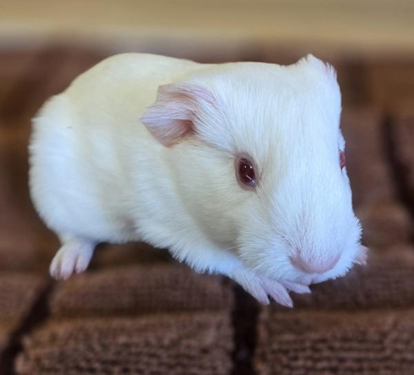 Enlarge Chickpea, a Adoptable mixed breed in Monterey, CA image 1/3