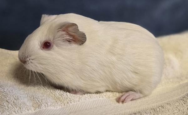 Enlarge Chickpea, a Adoptable mixed breed in Monterey, CA image 2/3