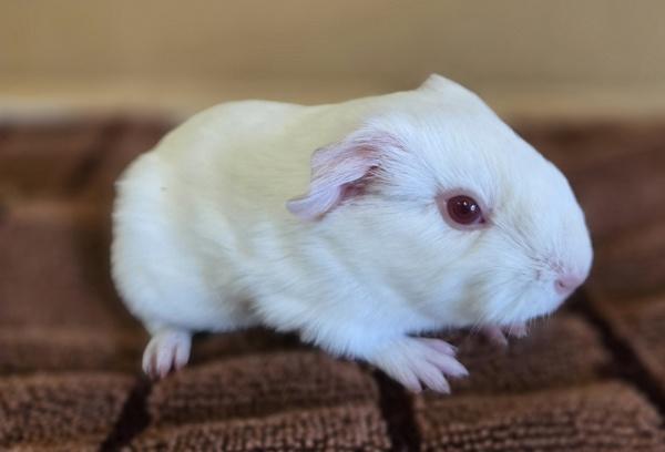 Enlarge Chickpea, a Adoptable mixed breed in Monterey, CA image 3/3