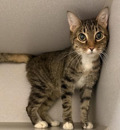 Fuzz Wuzz, Adoptable, Senior Male Domestic Short Hair & Domestic Short Hair.