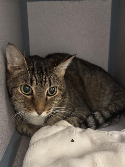 Fuzz Wuzz, Adoptable, Senior Male Domestic Short Hair & Domestic Short Hair.