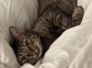 Enlarge Lexus, a Adoptable Domestic Short Hair in Evanston, IL image 1/4