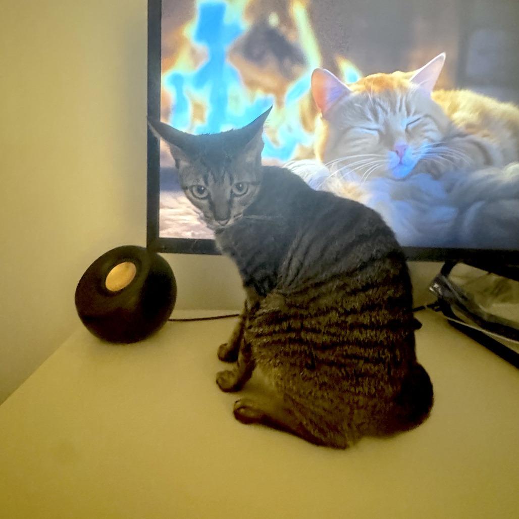 Enlarge Lexus, a Adoptable Domestic Short Hair in Evanston, IL image 2/4