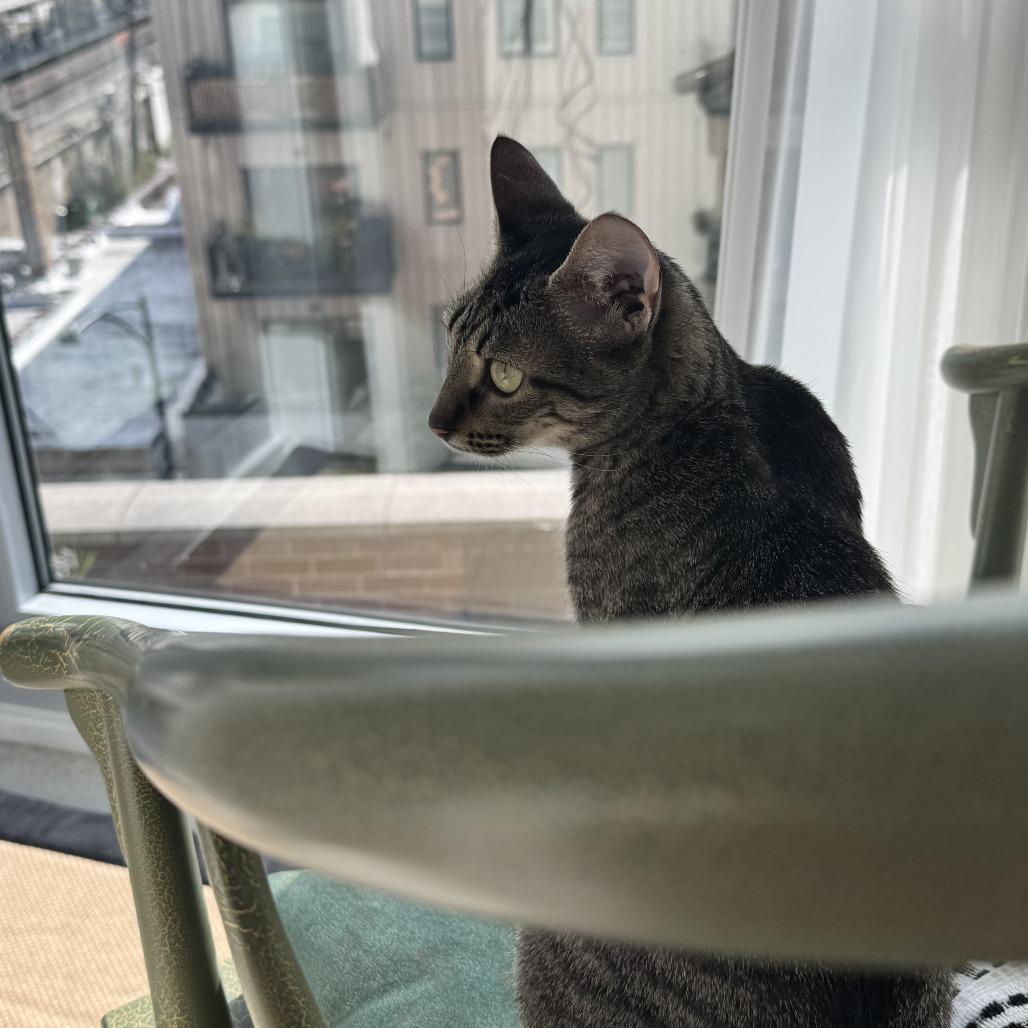 Enlarge Lexus, a Adoptable Domestic Short Hair in Evanston, IL image 3/4