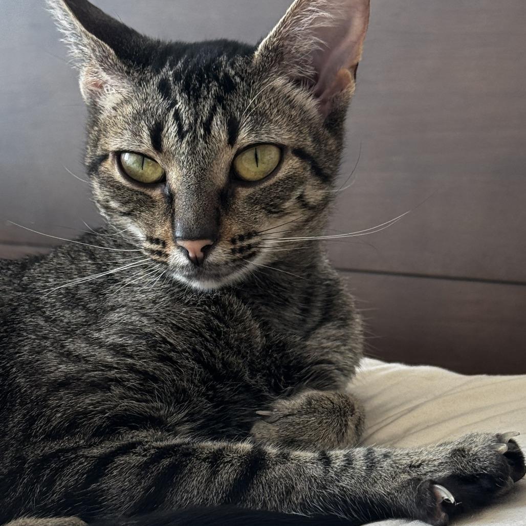 Enlarge Lexus, a Adoptable Domestic Short Hair in Evanston, IL image 4/4