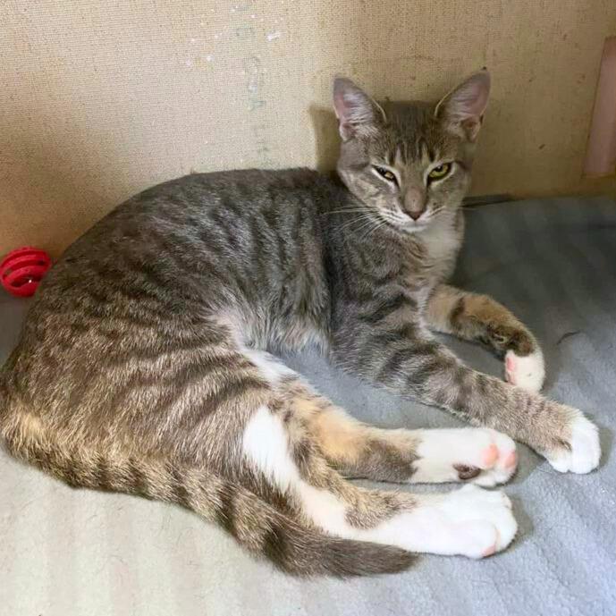 Sophia is a lovely young lady with a gorgeous silver tabby coat Come to Fat Cat Cafe Weds-Sun to me