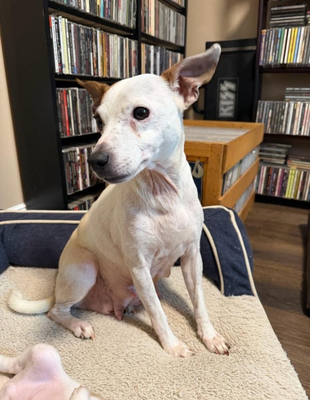 Enlarge Lulu, a Adoptable mixed breed in Knoxville, TN image 1/6