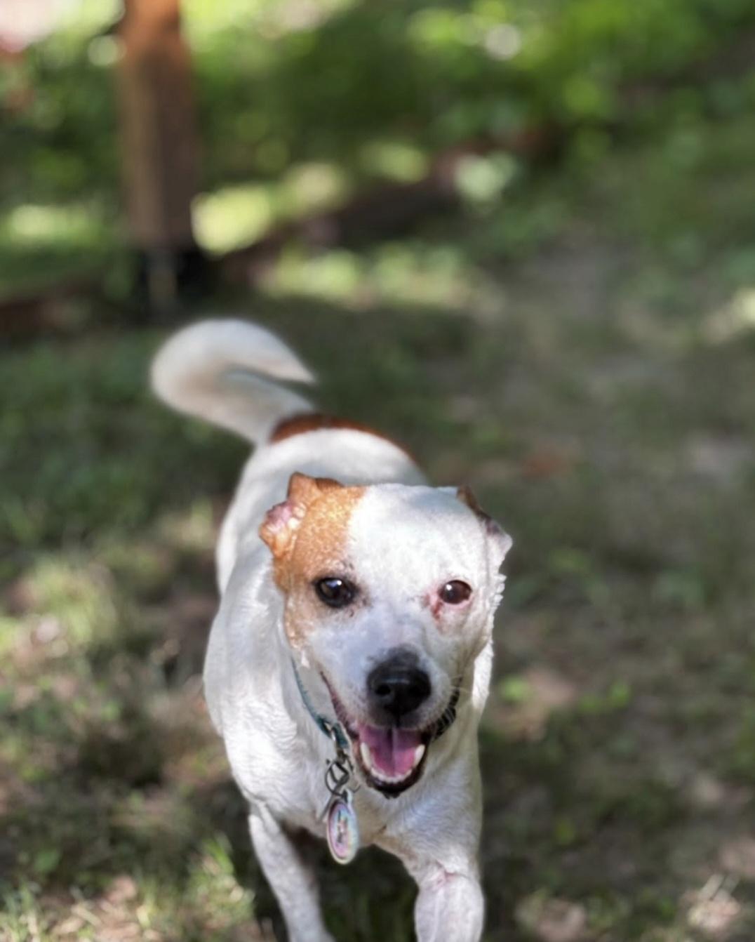 Lulu, a Adoptable mixed breed in Knoxville, TN image 3/5