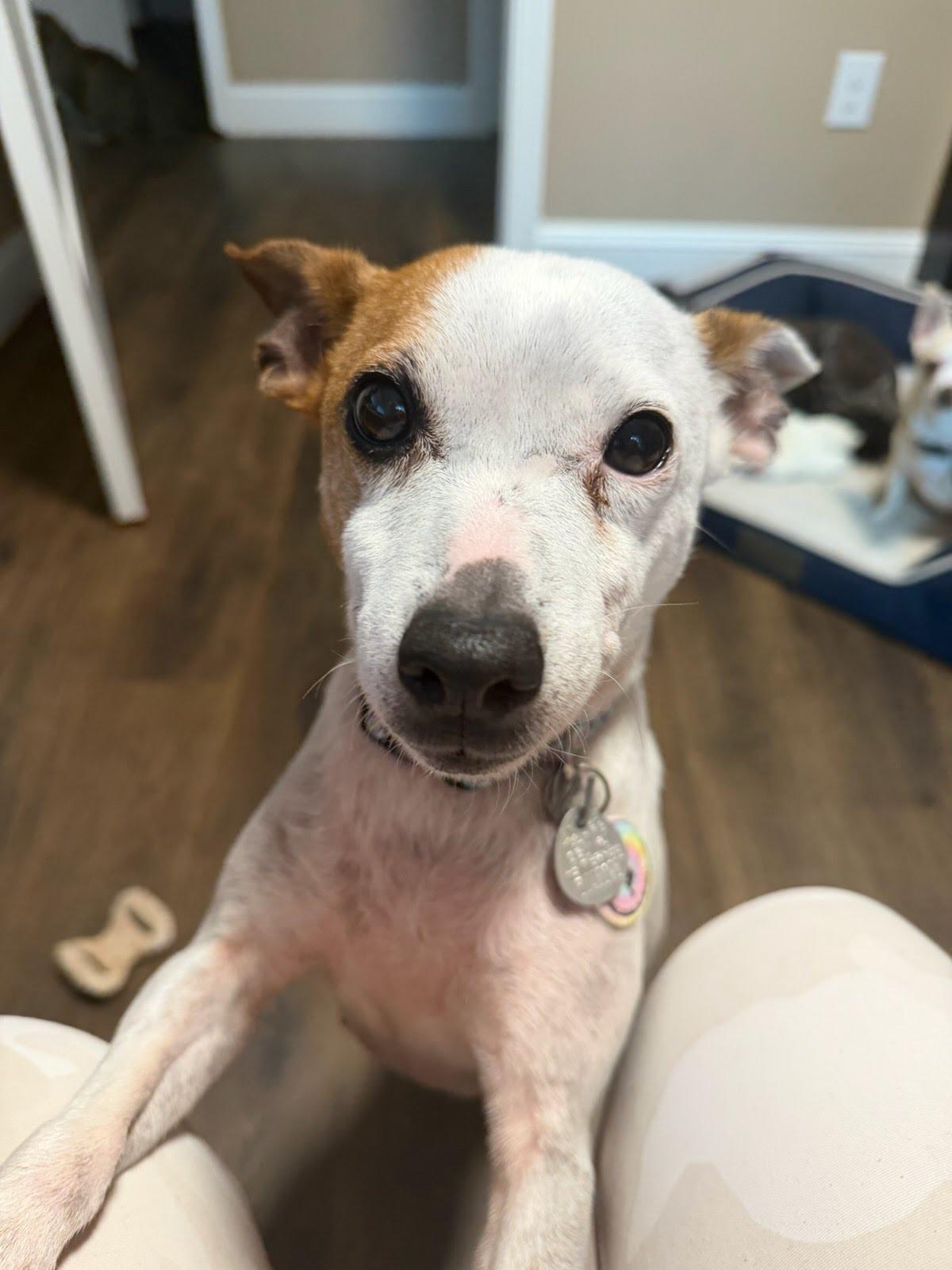 Enlarge Lulu, a Adoptable mixed breed in Knoxville, TN image 2/5