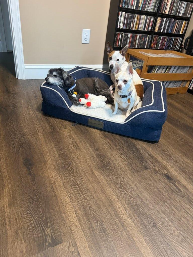 Enlarge Lulu, a Adoptable mixed breed in Knoxville, TN image 3/5