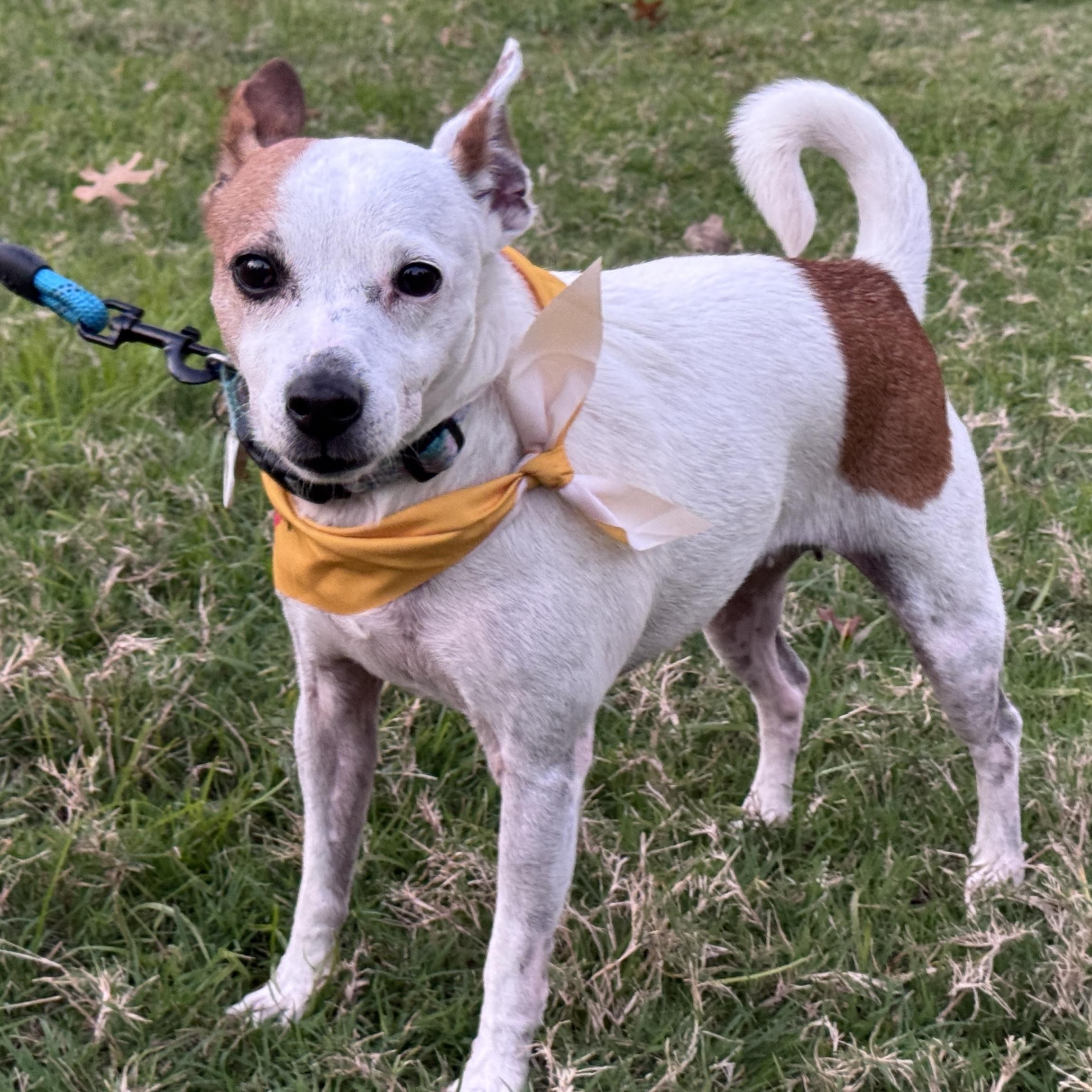 Enlarge Lulu, a Adoptable mixed breed in Knoxville, TN image 1/6