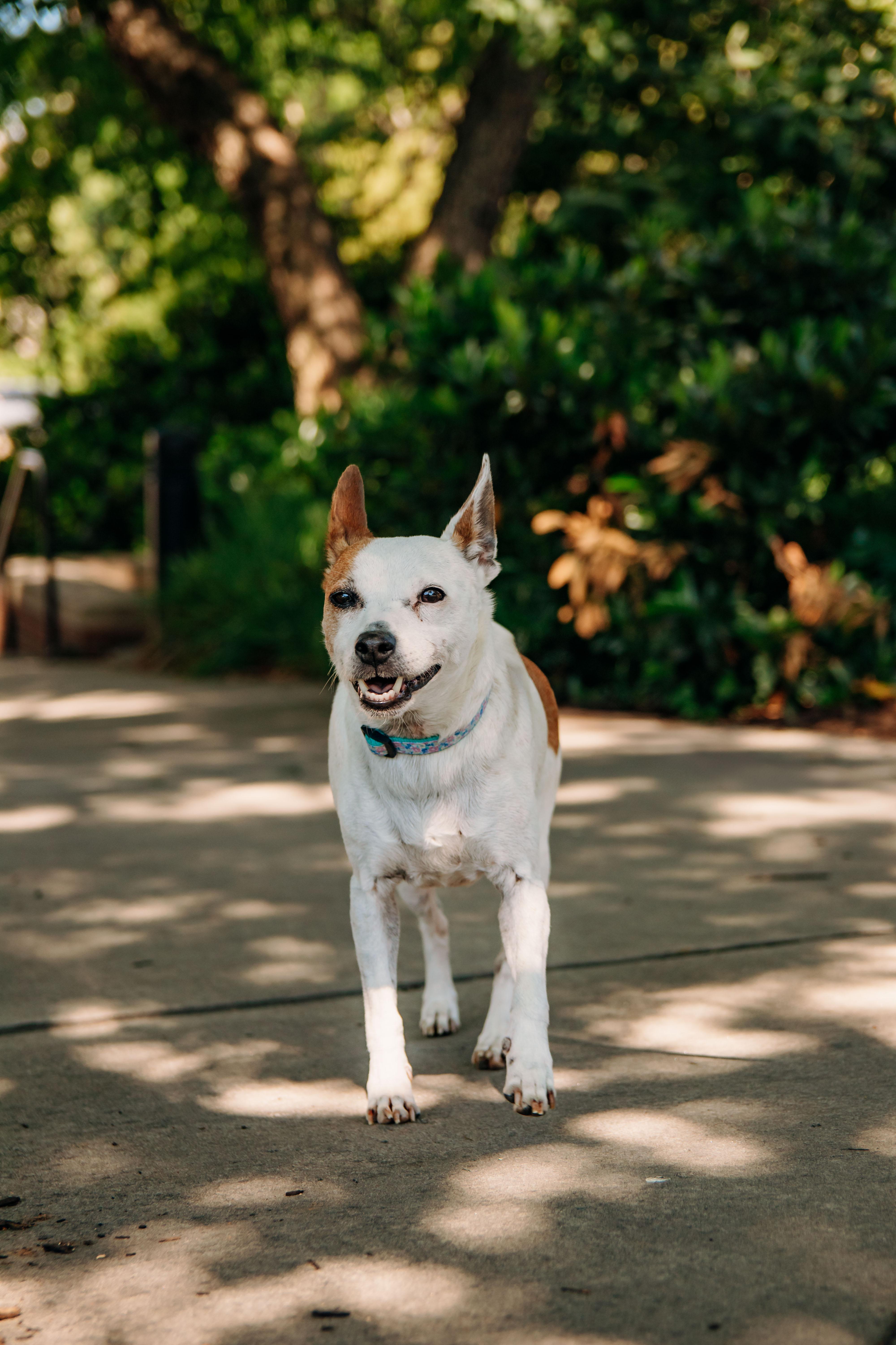 Enlarge Lulu, a Adoptable mixed breed in Knoxville, TN image 4/6