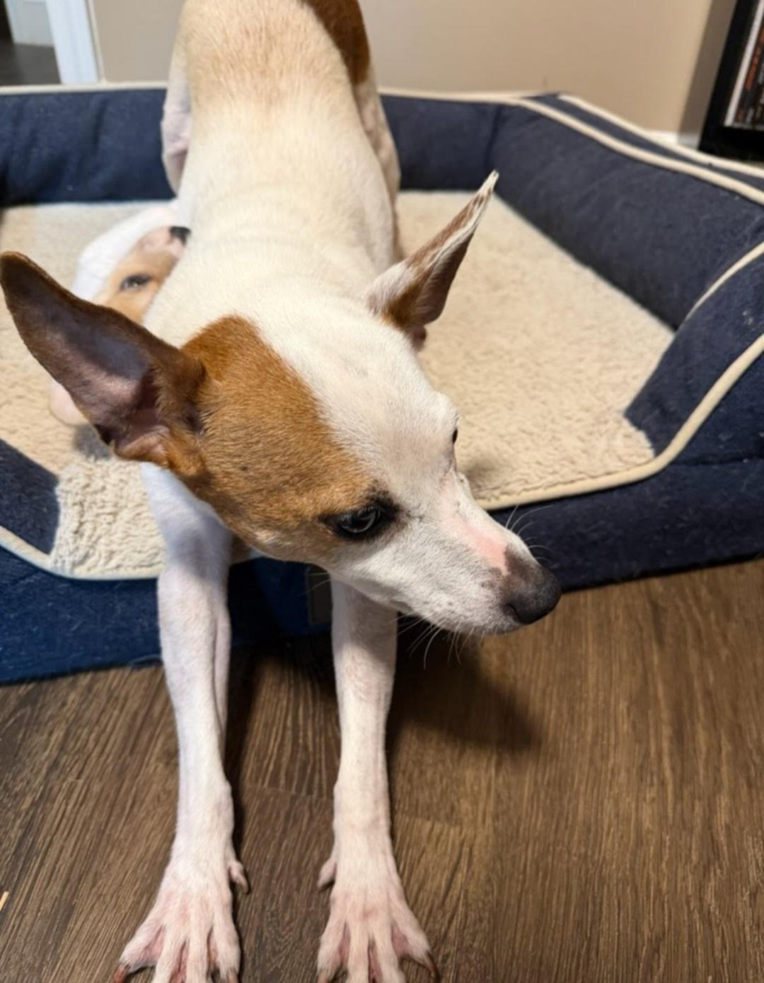 Enlarge Lulu, a Adoptable mixed breed in Knoxville, TN image 3/6