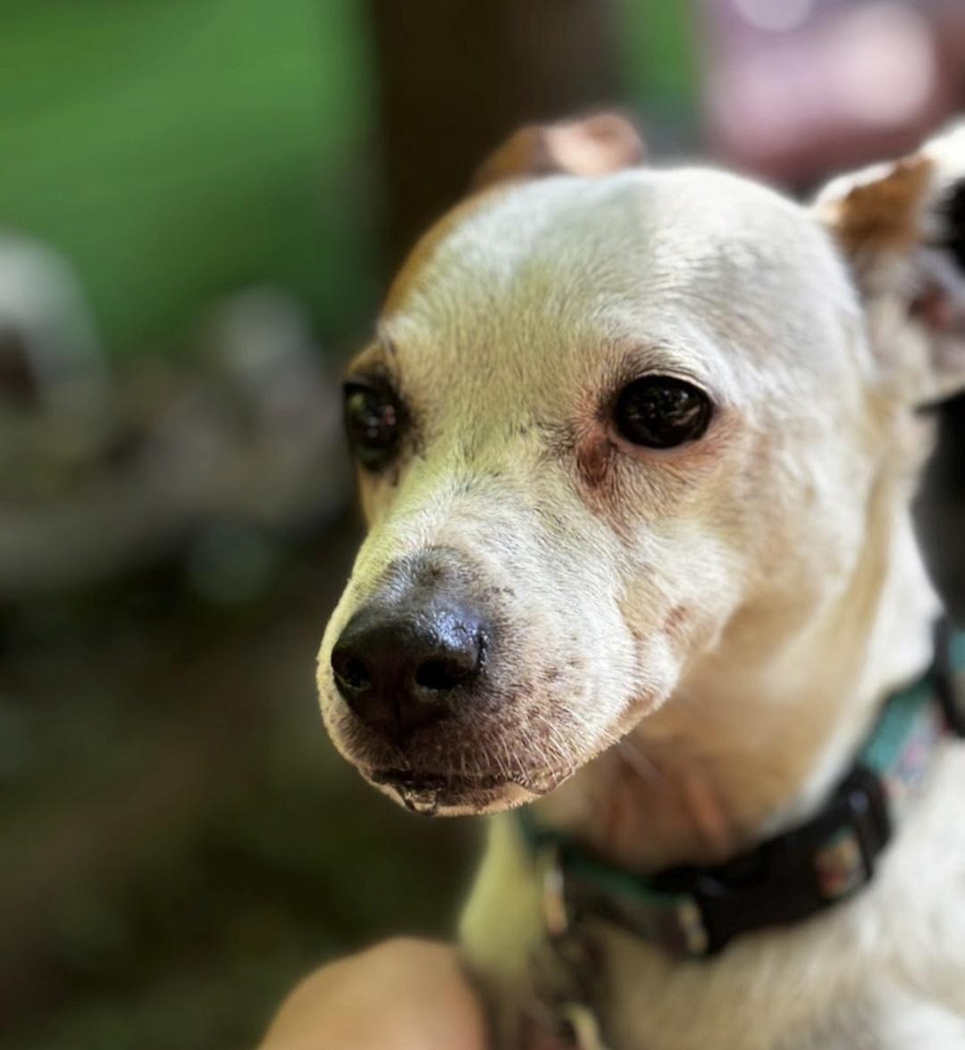 Lulu, a Adoptable mixed breed in Knoxville, TN image 2/5
