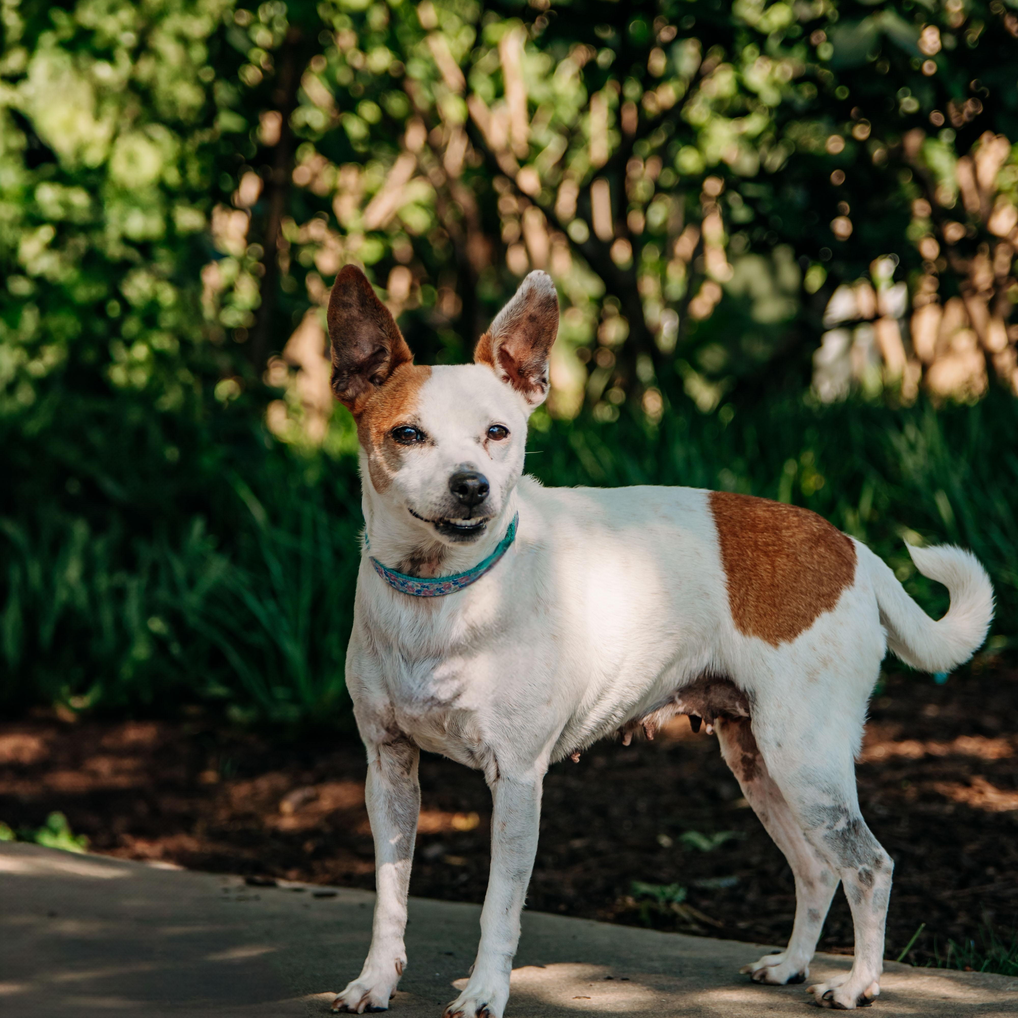 Lulu, a Adoptable mixed breed in Knoxville, TN image 4/5