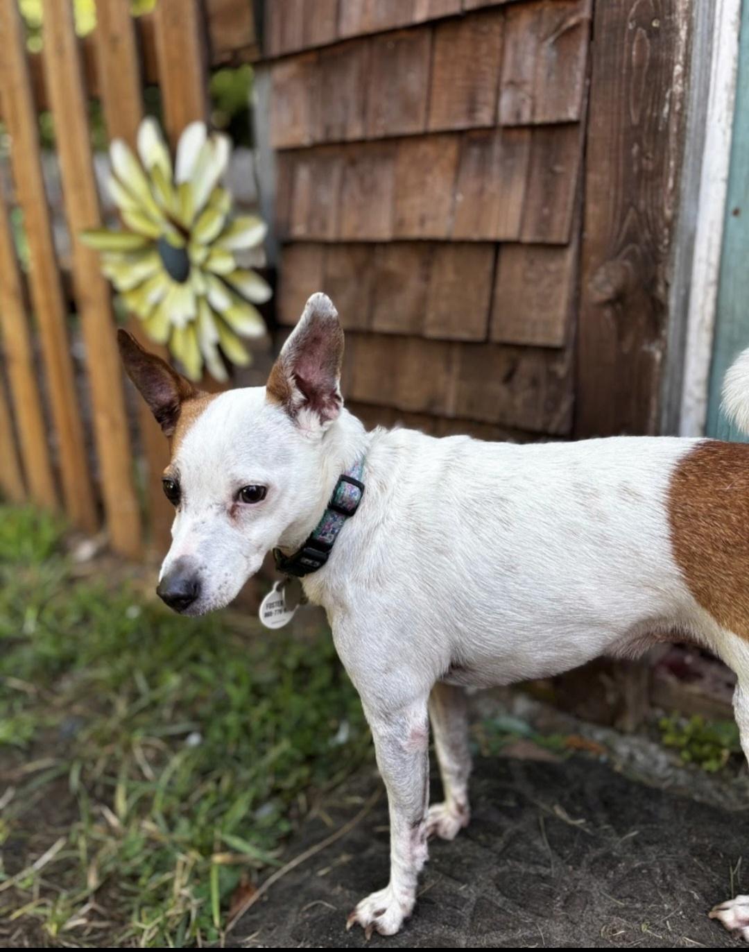 Lulu, Adoptable, Adult Female Jack Russell Terrier.