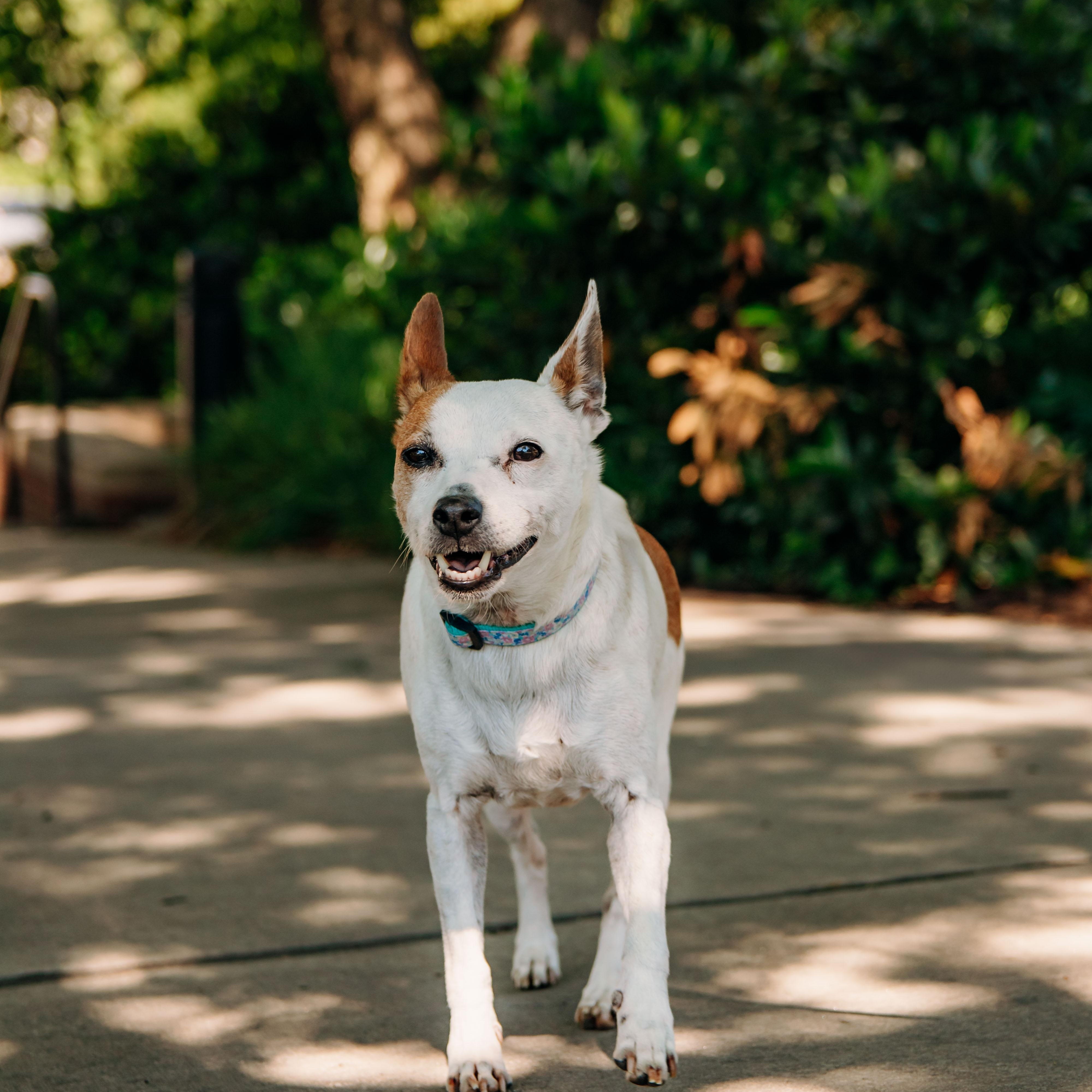Lulu, a Adoptable mixed breed in Knoxville, TN image 5/5