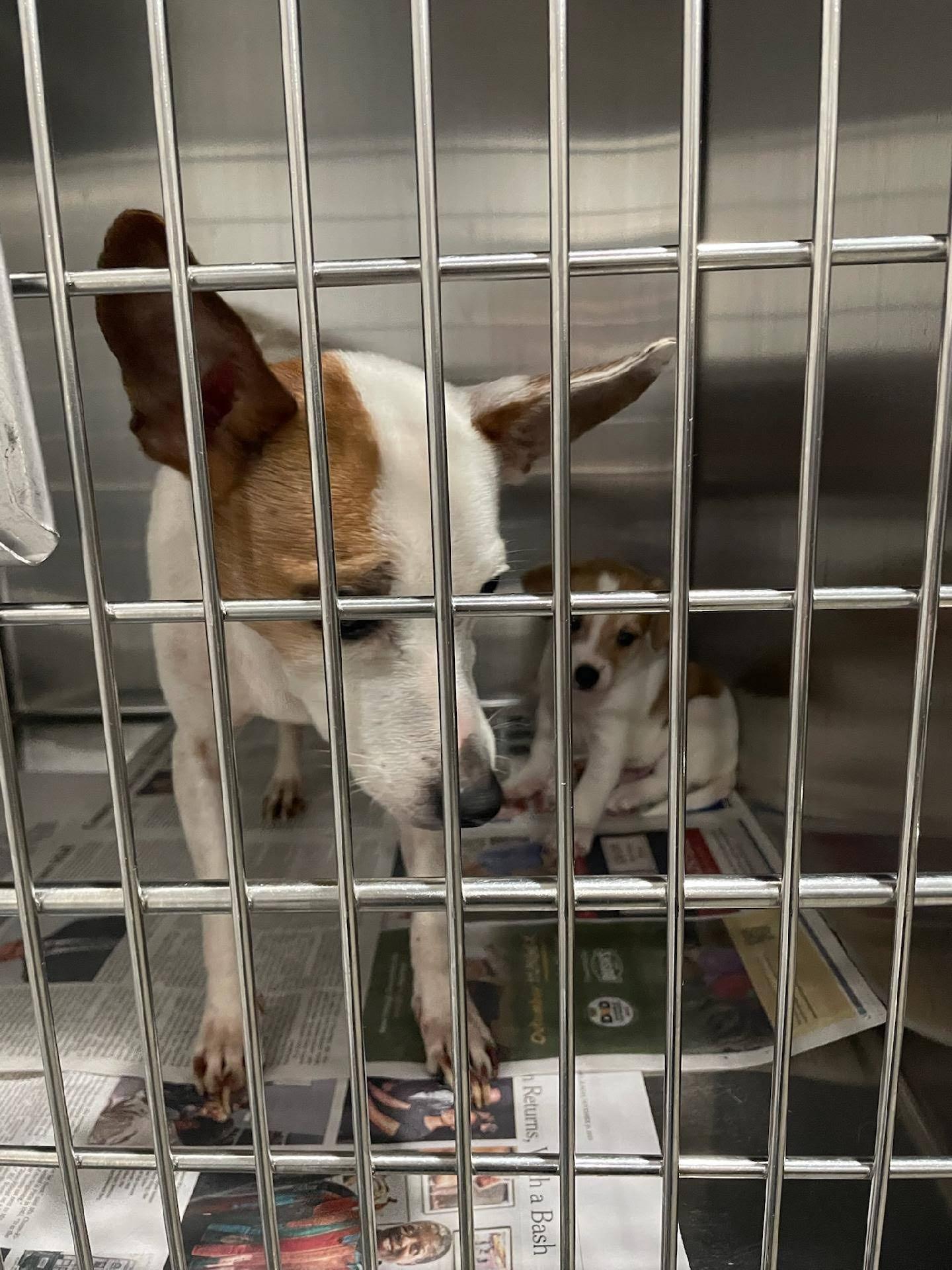 Enlarge Lulu, a Adoptable mixed breed in Knoxville, TN image 6/6