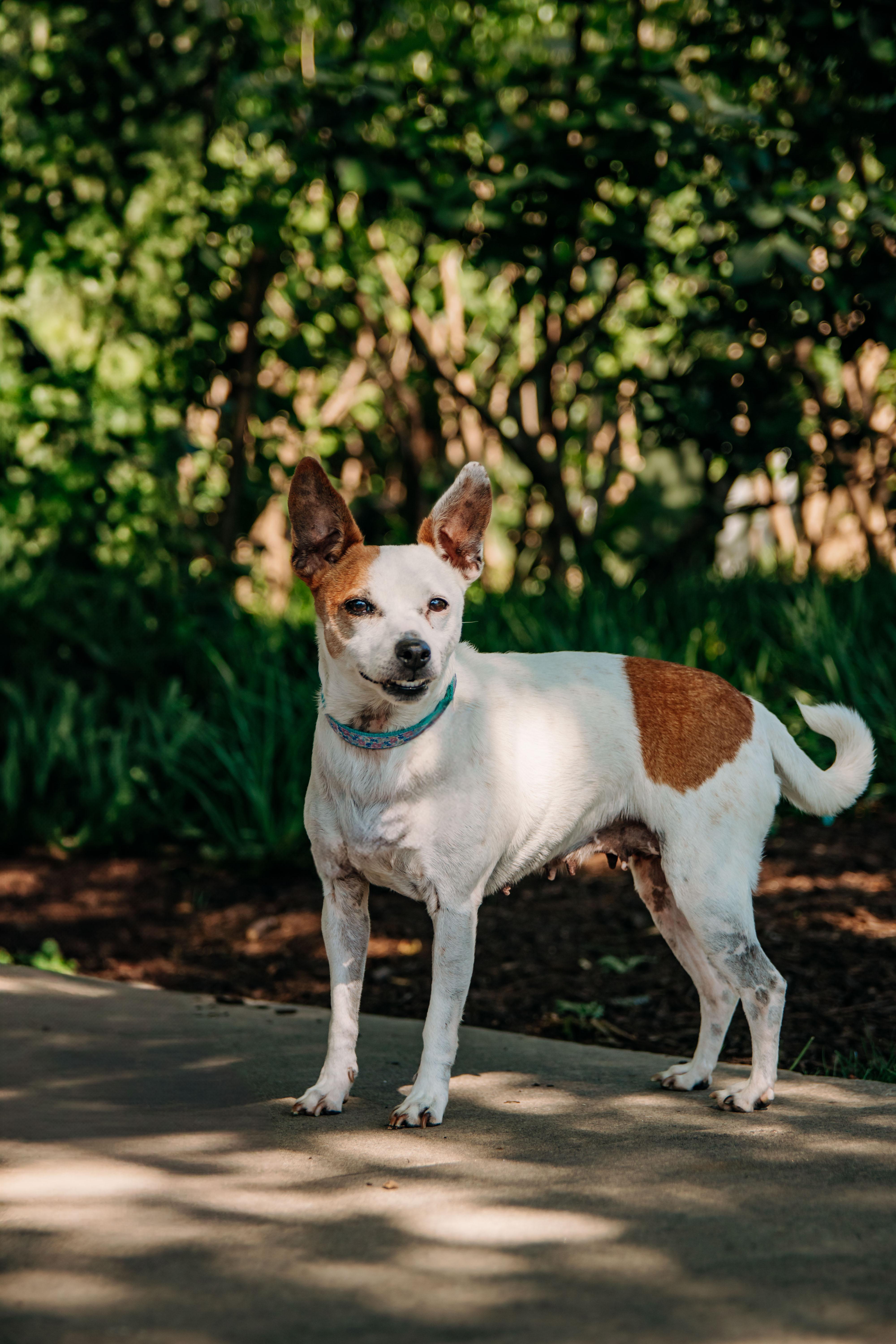 Enlarge Lulu, a Adoptable mixed breed in Knoxville, TN image 6/6